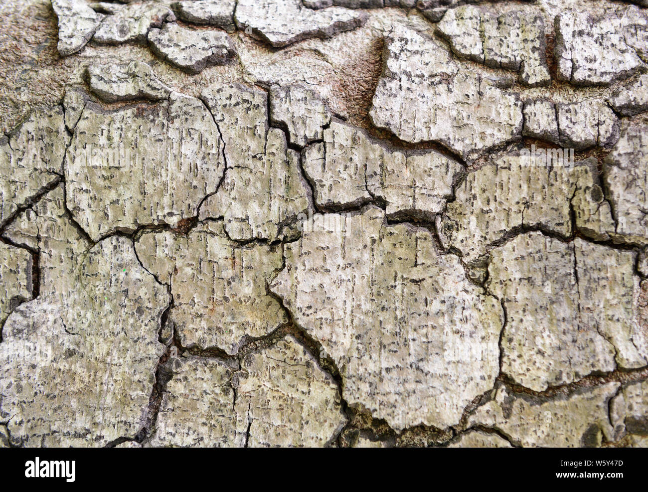 Old wood tree texture hi-res stock photography and images - Alamy