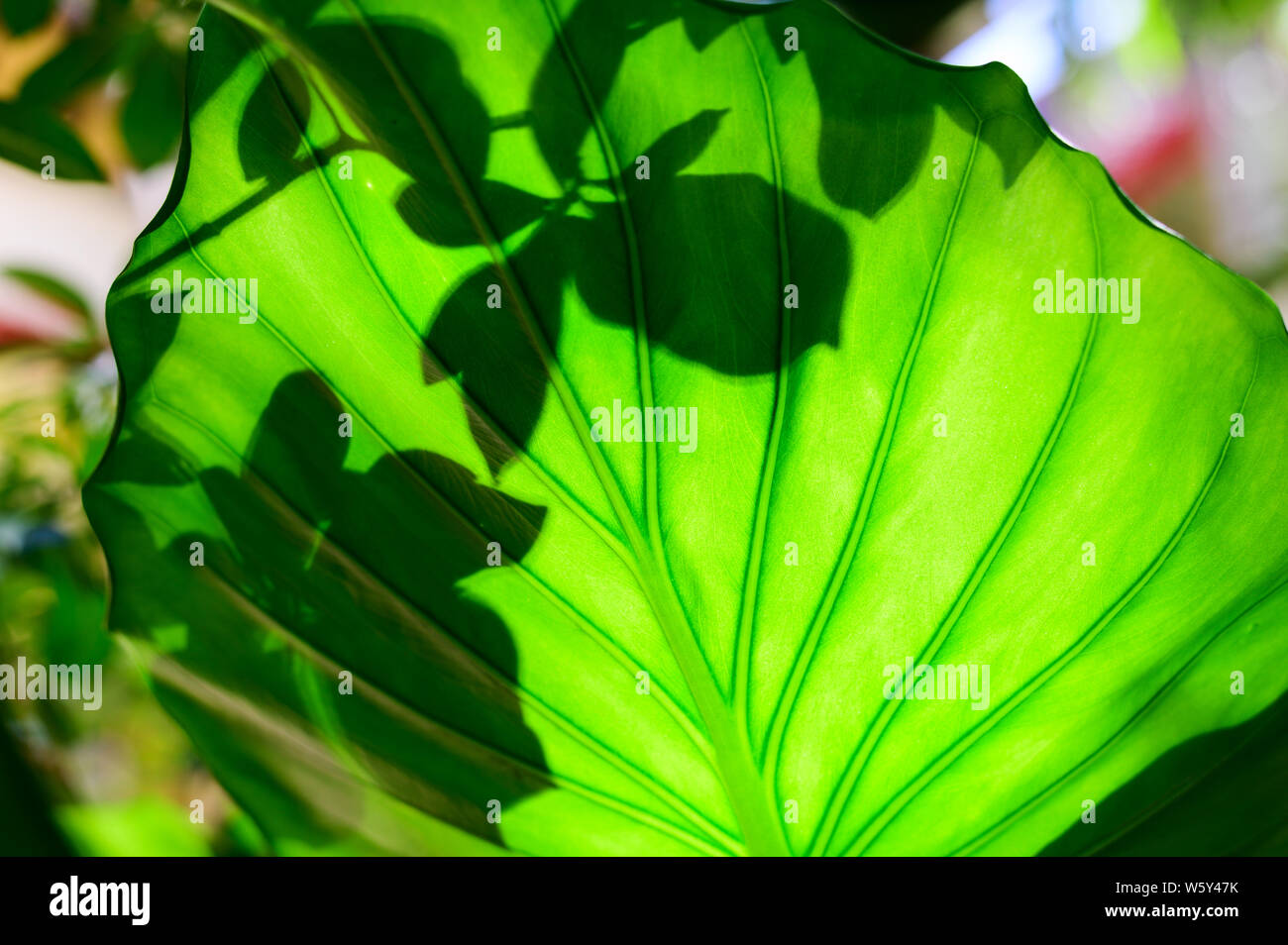 Sunlight through foliage hi-res stock photography and images - Alamy