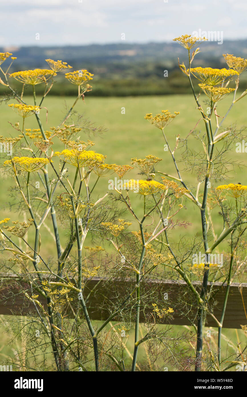 Flowering bronze fennel, Foeniculum vulgare purpureum, growing at the side of a footpath near