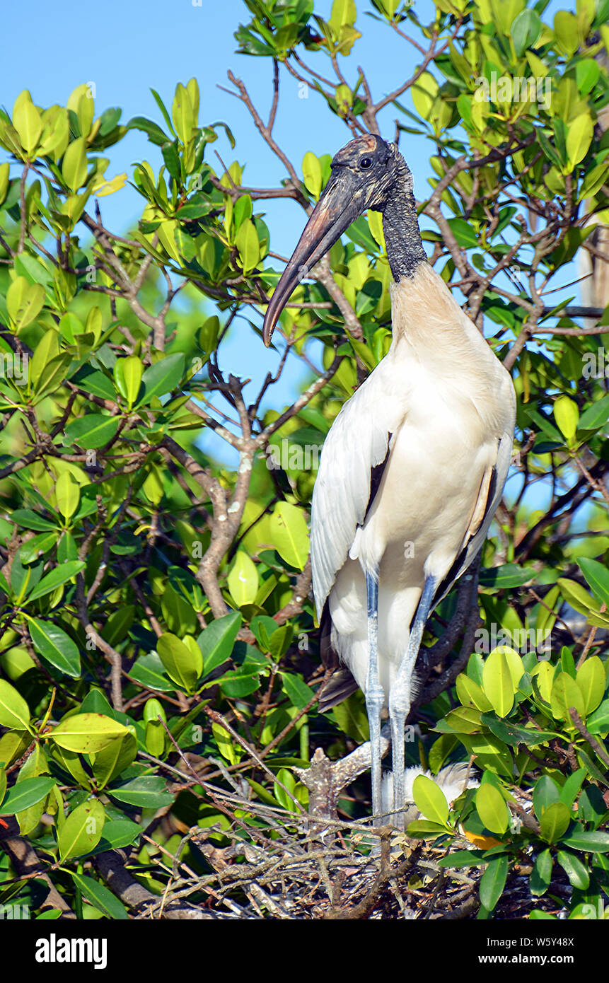 A wood stork with grey legs, black edged wings, bark-like neck and rust beak standing in sunny mangroves under a patch of bright blue sky. Stock Photo