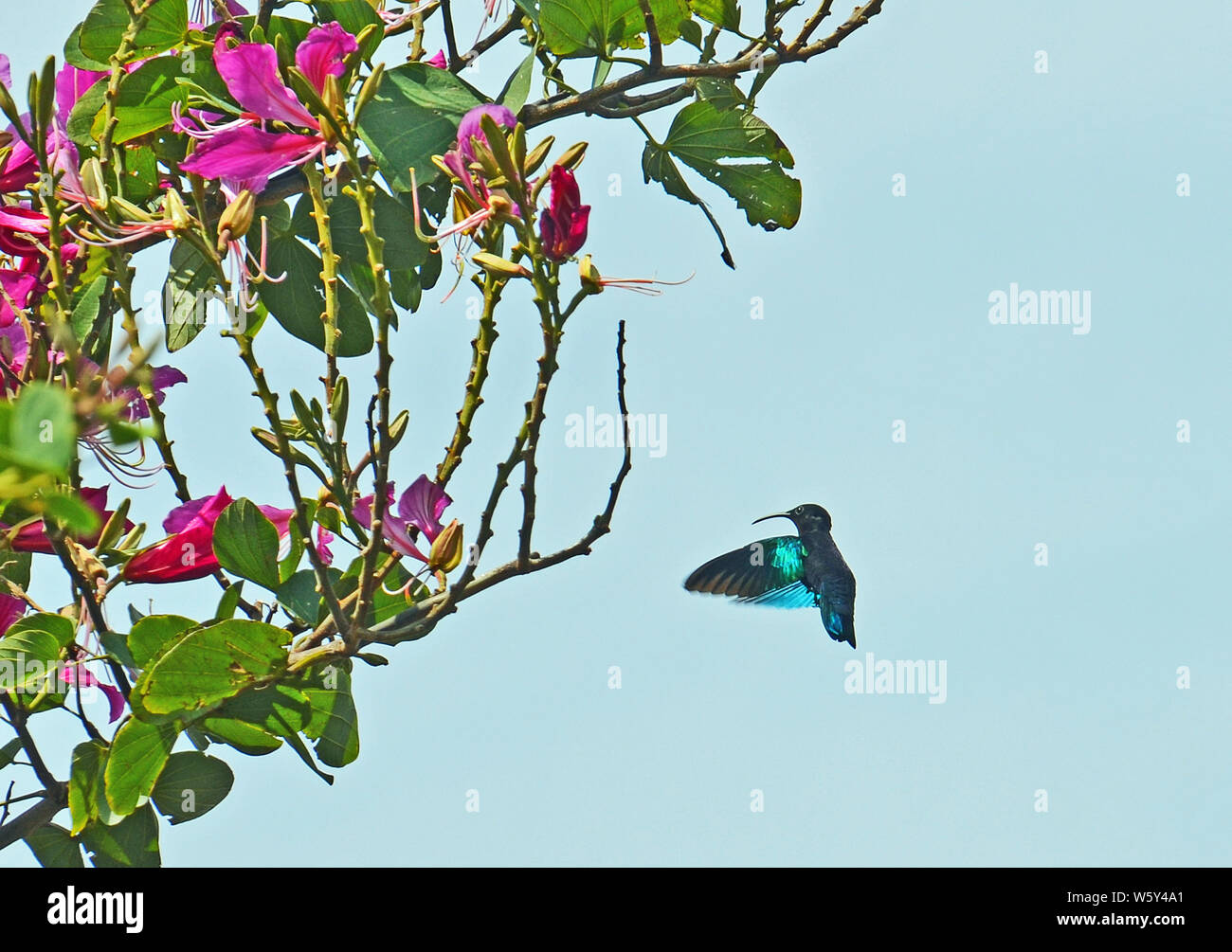 Purple-throated Carib (Eulampis jugularis) hummingbird with long thin beak, glossy black eye and iridescent blue wings hovering near pink flowers. Stock Photo