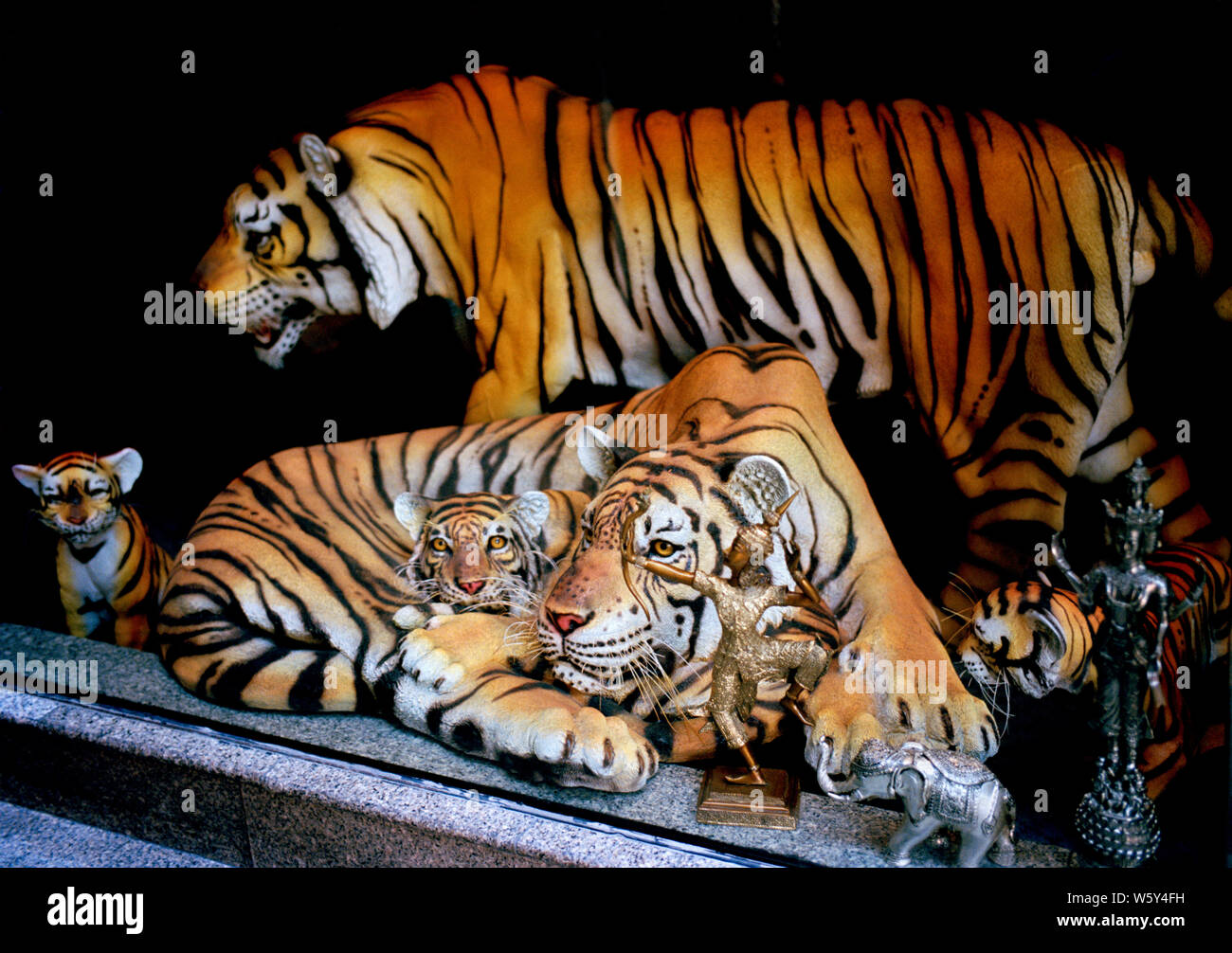 Tigers on Sukhumvit in Bangkok in Thailand in Southeast Asia Far East. Animal Cruelty Endangered Species Wildlife Stock Photo
