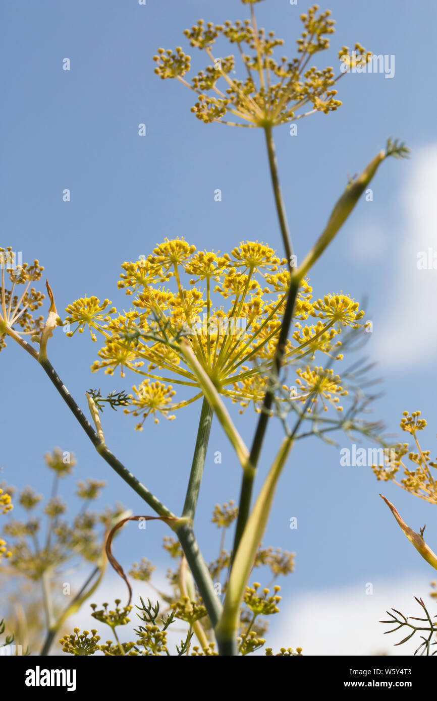 Flowering bronze fennel, Foeniculum vulgare purpureum, growing at the side of a footpath near the end of July. Fennel is native to the Mediterranean b Stock Photo