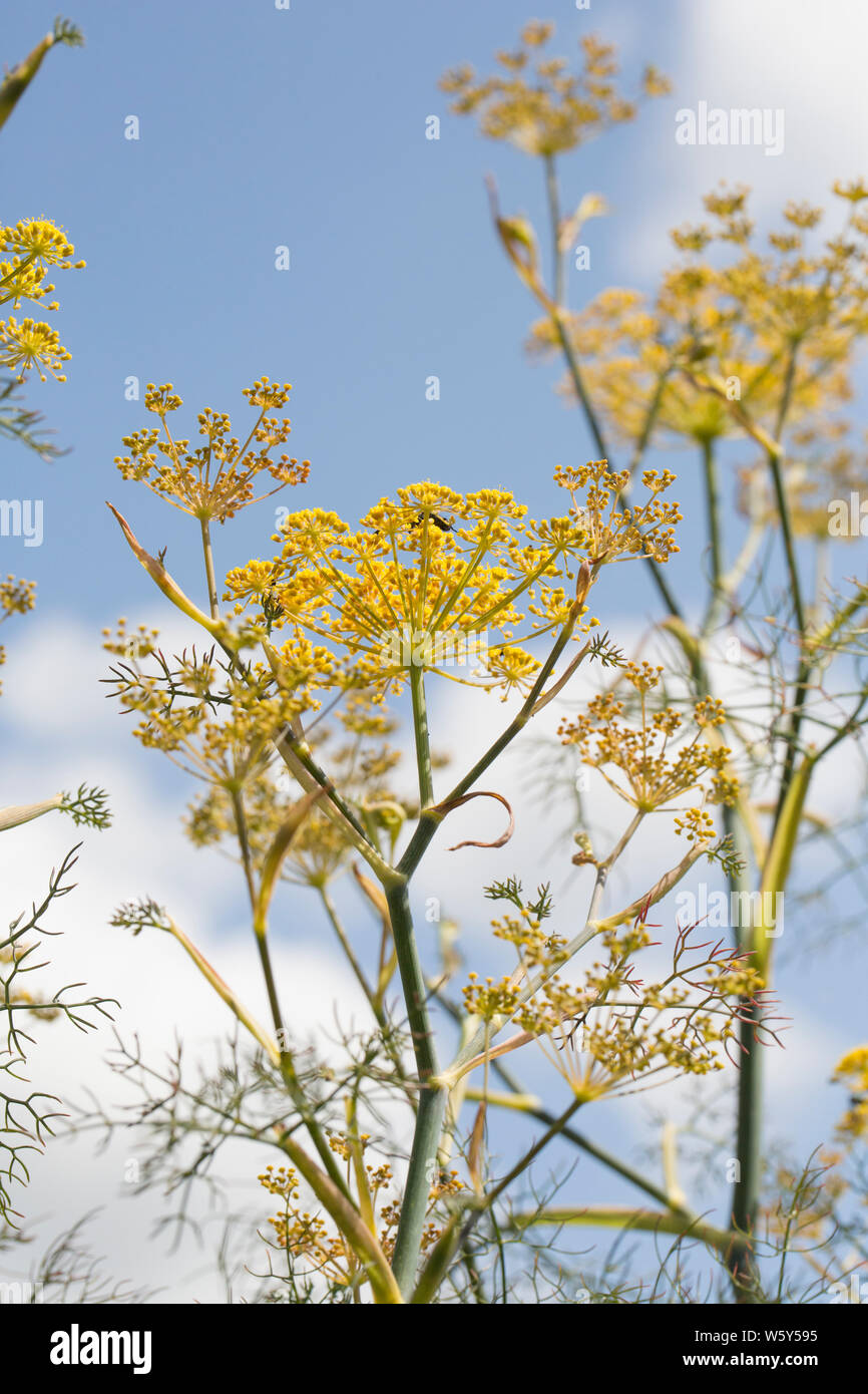 Foeniculum Vulgare Bronze Fennel High Resolution Stock Photography and