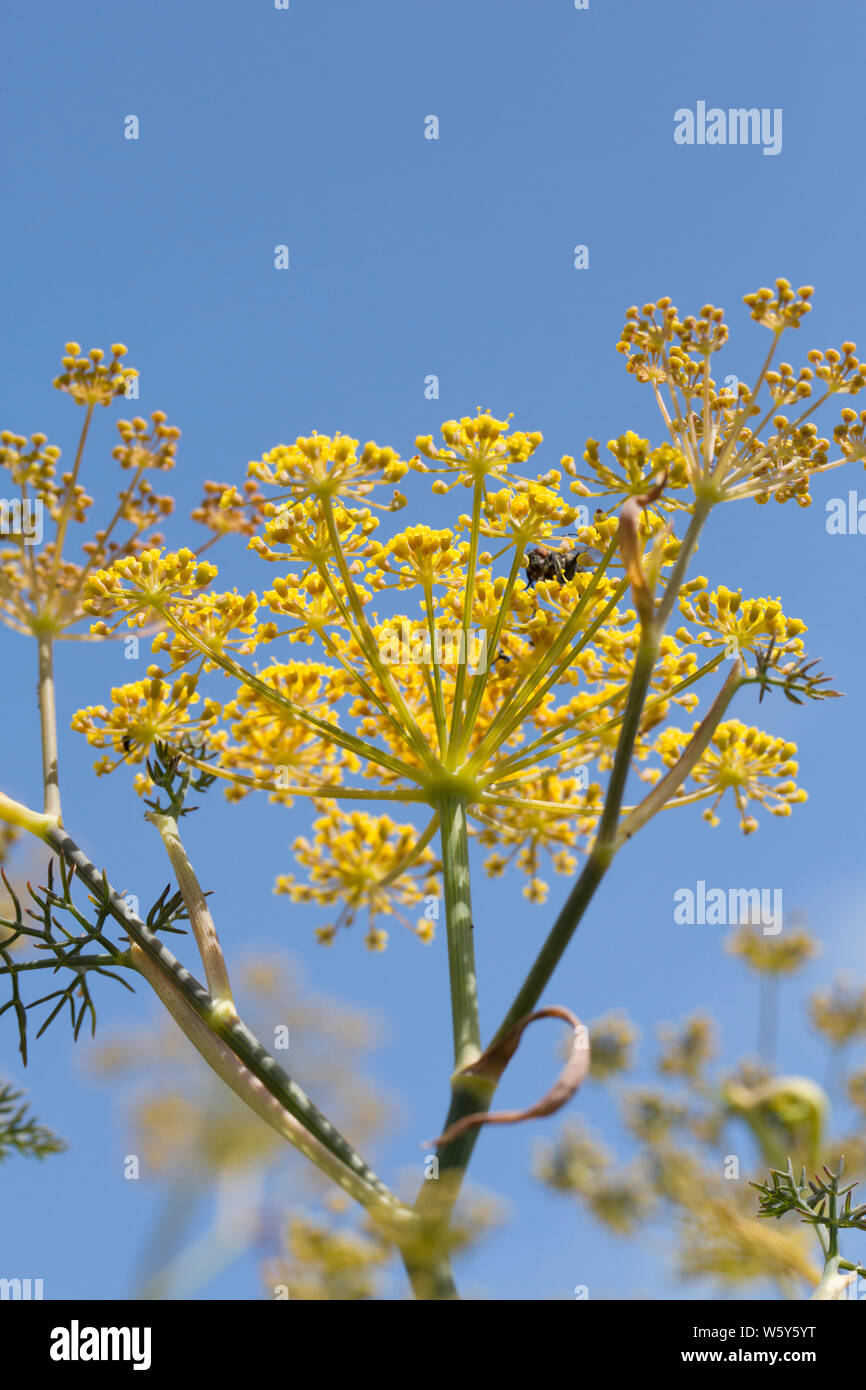 Flowering bronze fennel, Foeniculum vulgare purpureum, growing at the side of a footpath near the end of July. Fennel is native to the Mediterranean b Stock Photo