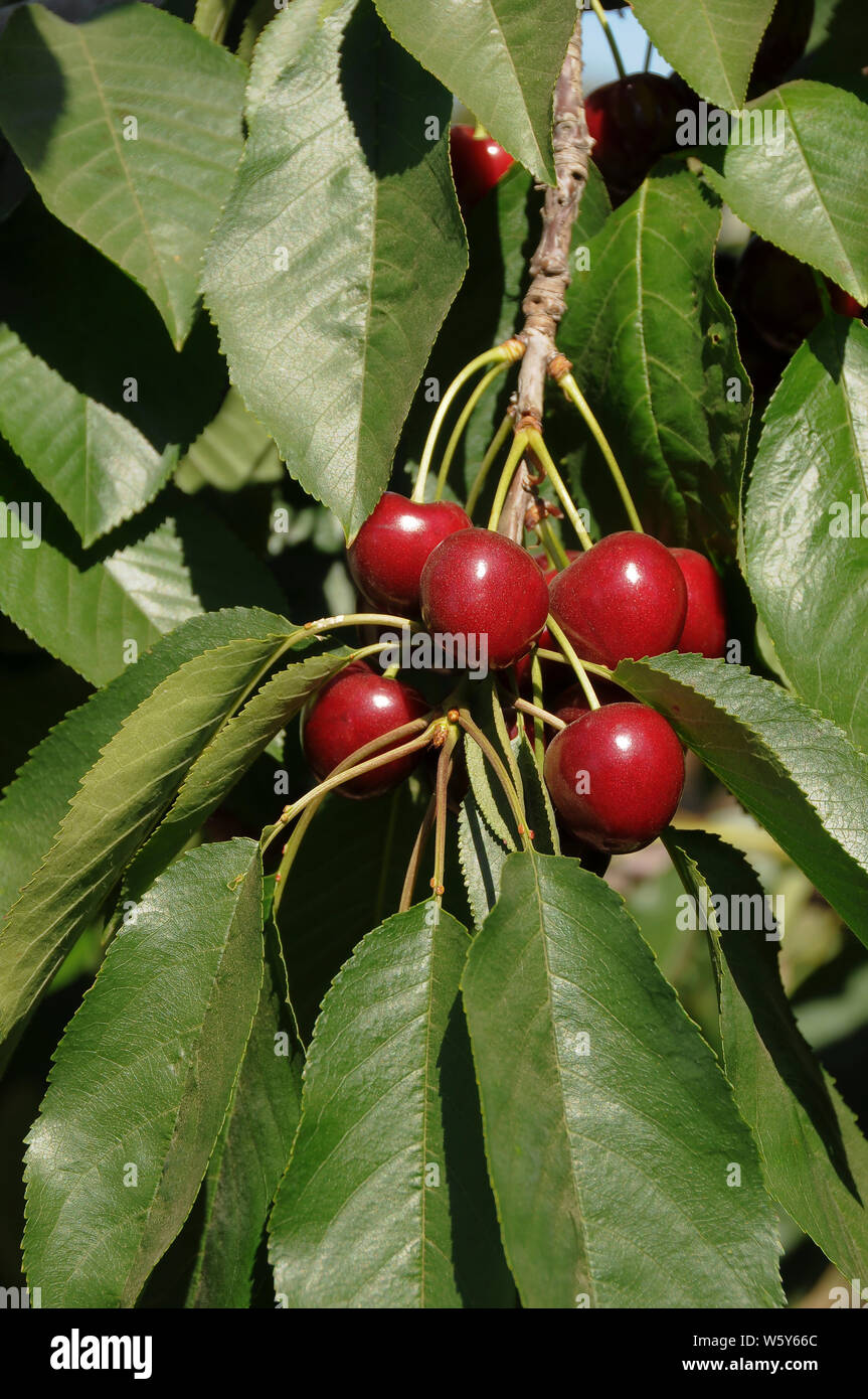 Bing Cherries on Tree Branch Stock Photo