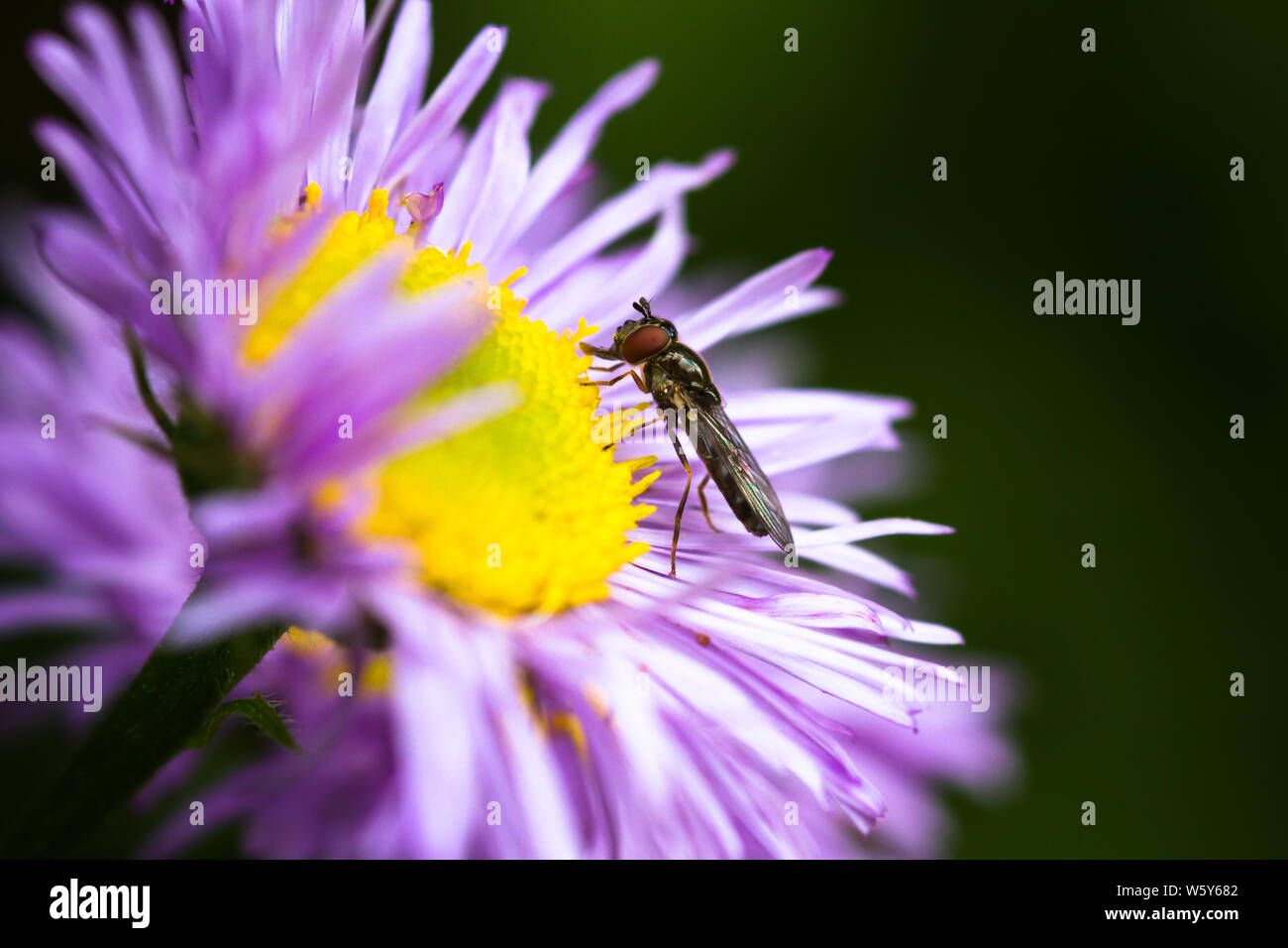 A macro shot of an aster flower with a Platycherius hover fly which has landed on it in a British garden. Stock Photo