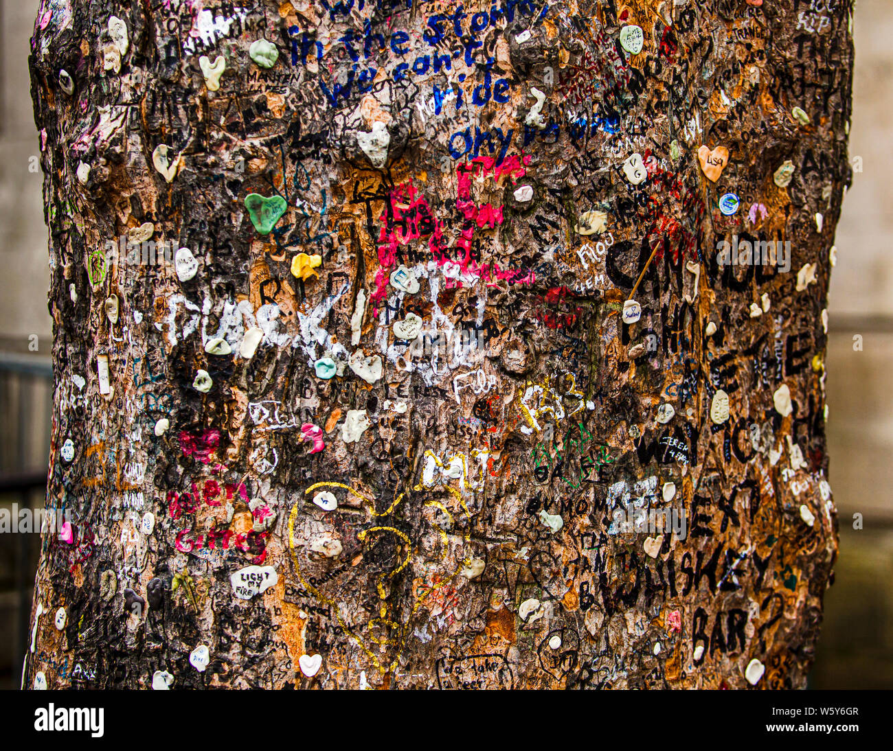 Tree bark near Jim Morrison's grave at the Père-Lachaise Cemetery in Paris, covered with chewing gum, inscriptions and heart symbols left by visitors. Taken on 18 February 2012. Stock Photo