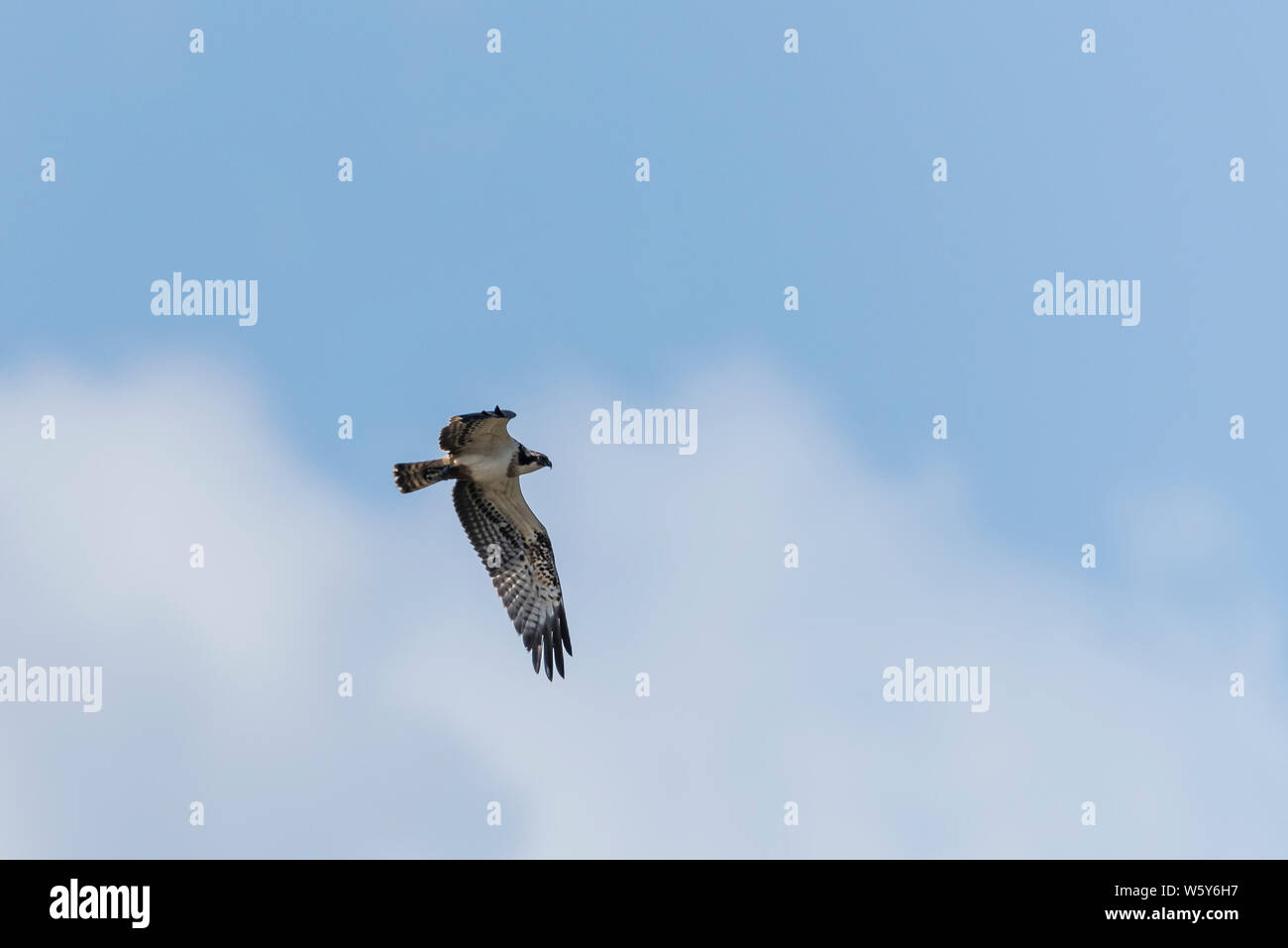 Juvenile Osprey in flight, cloudy blue sky Stock Photo