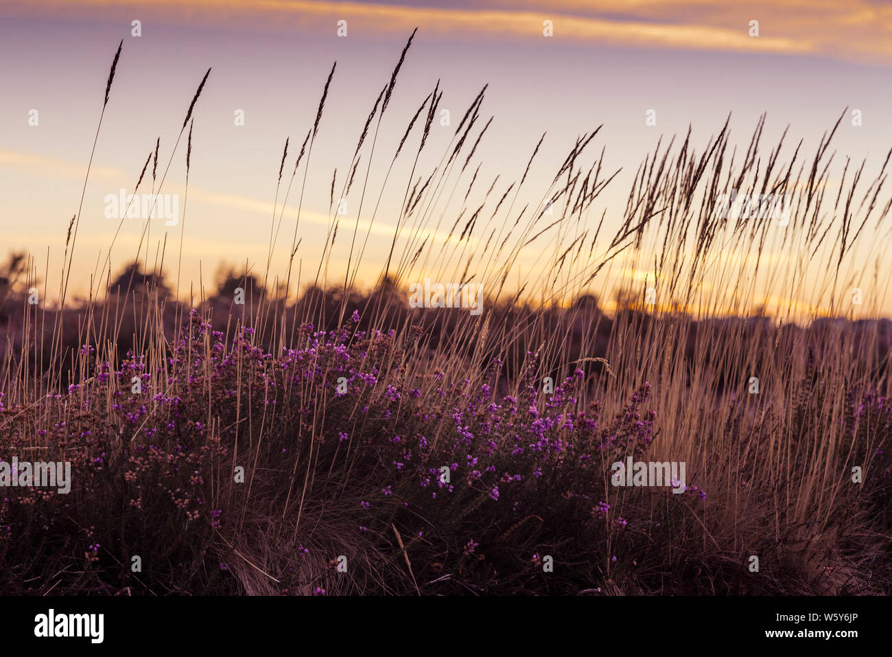 summer heather and grasses against a sunset sky Stock Photo