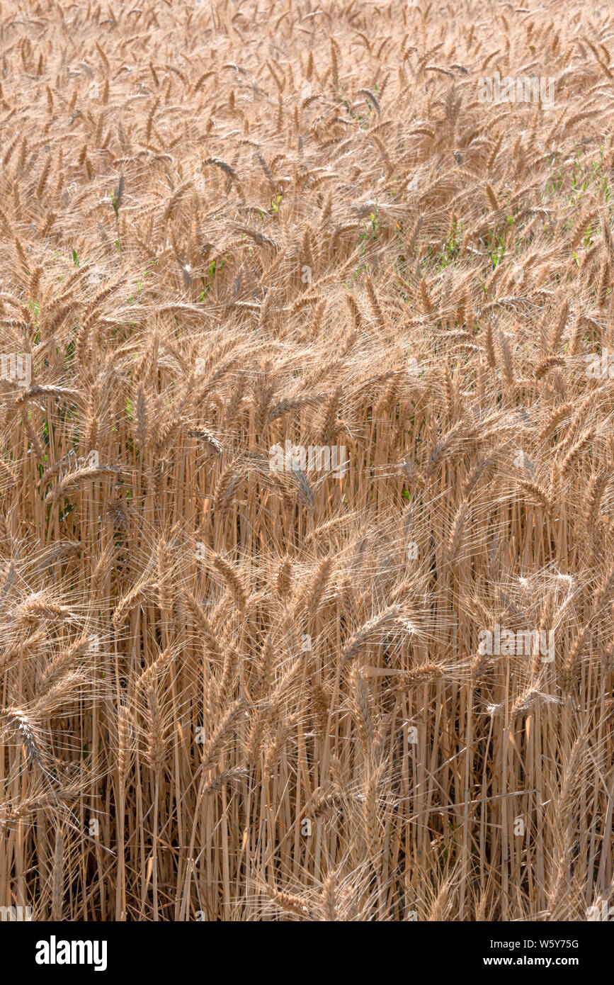 Close-up of a field of mature wheat. Stock Photo