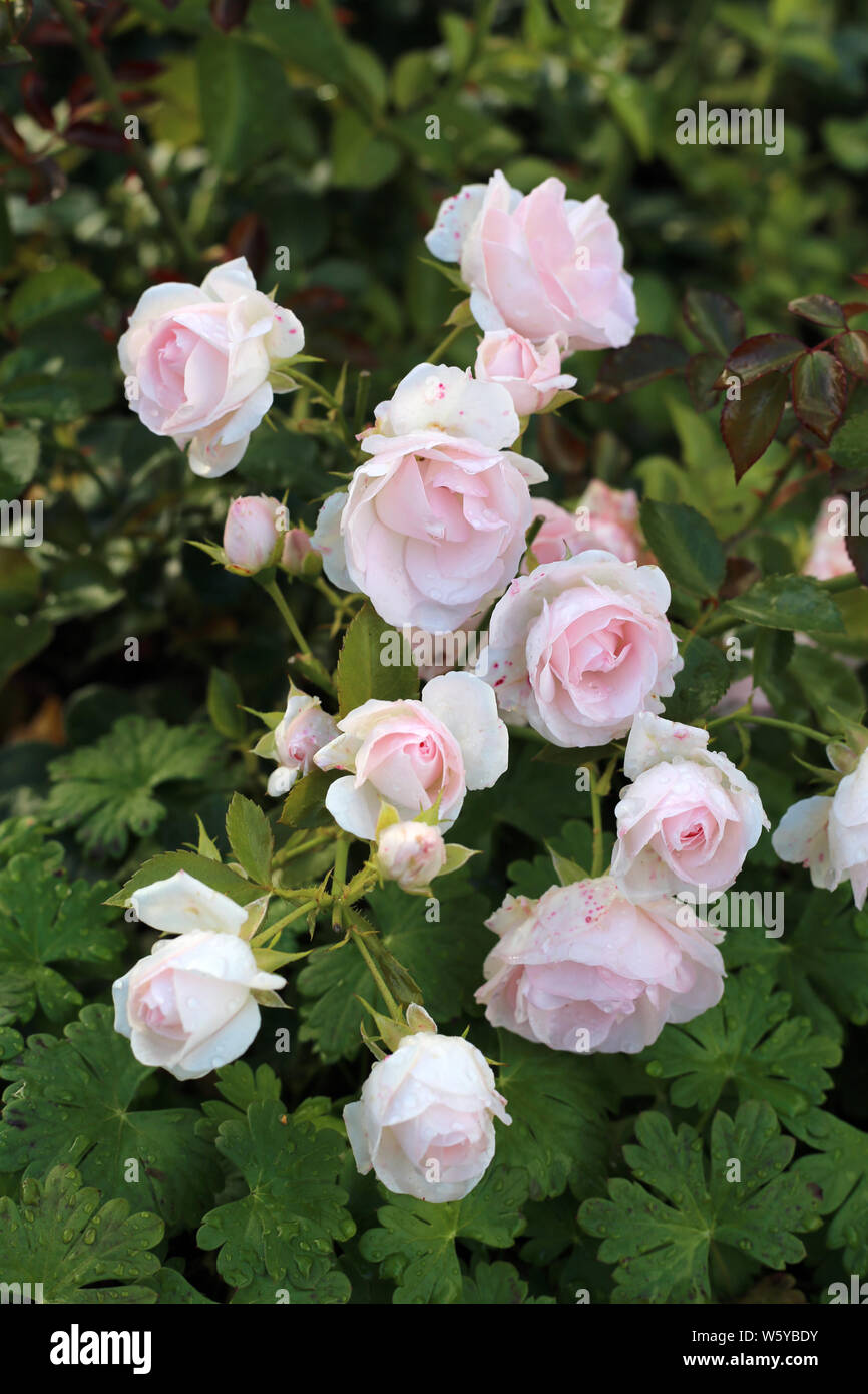 Rose rosa white queen elizabeth hi-res stock photography and images - Alamy