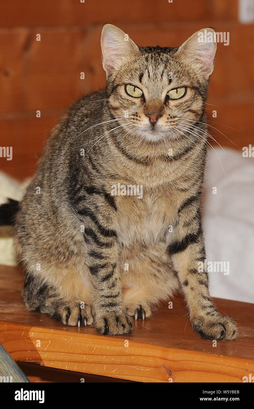 Rescue cats at Little Pod Association in Torremendo, Spain. The association  takes in abandoned, stray & abused cats & dogs in the Costa Blanca region  Stock Photo - Alamy