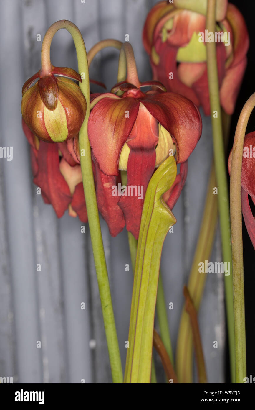 Sarracenia purpurea Flowers Stock Photo