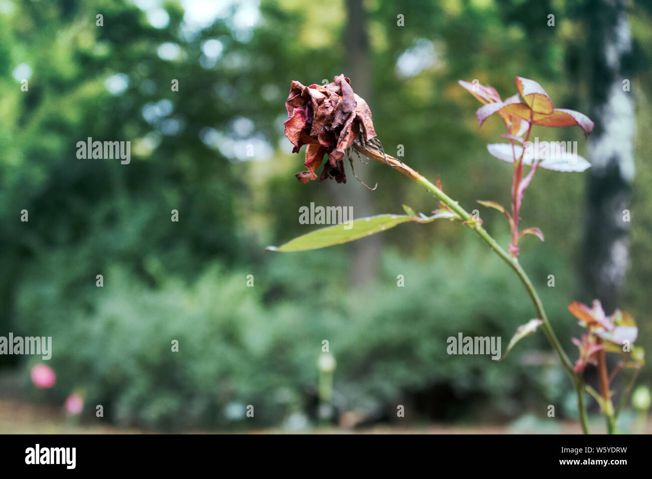 Dried rose flower in autumn Park. Symbol of decay and last of love