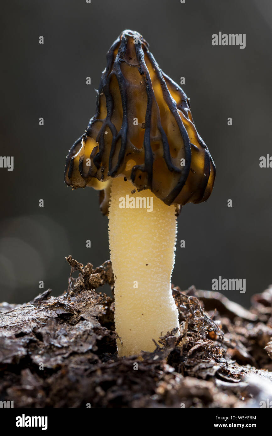 Morchella semilibera, (Mitrophora semilibera), spring mushroom commonly called medium free morilla. Spain Stock Photo