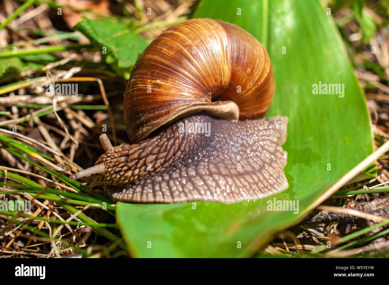 Big snail crawls on a leaf in the forest Stock Photo