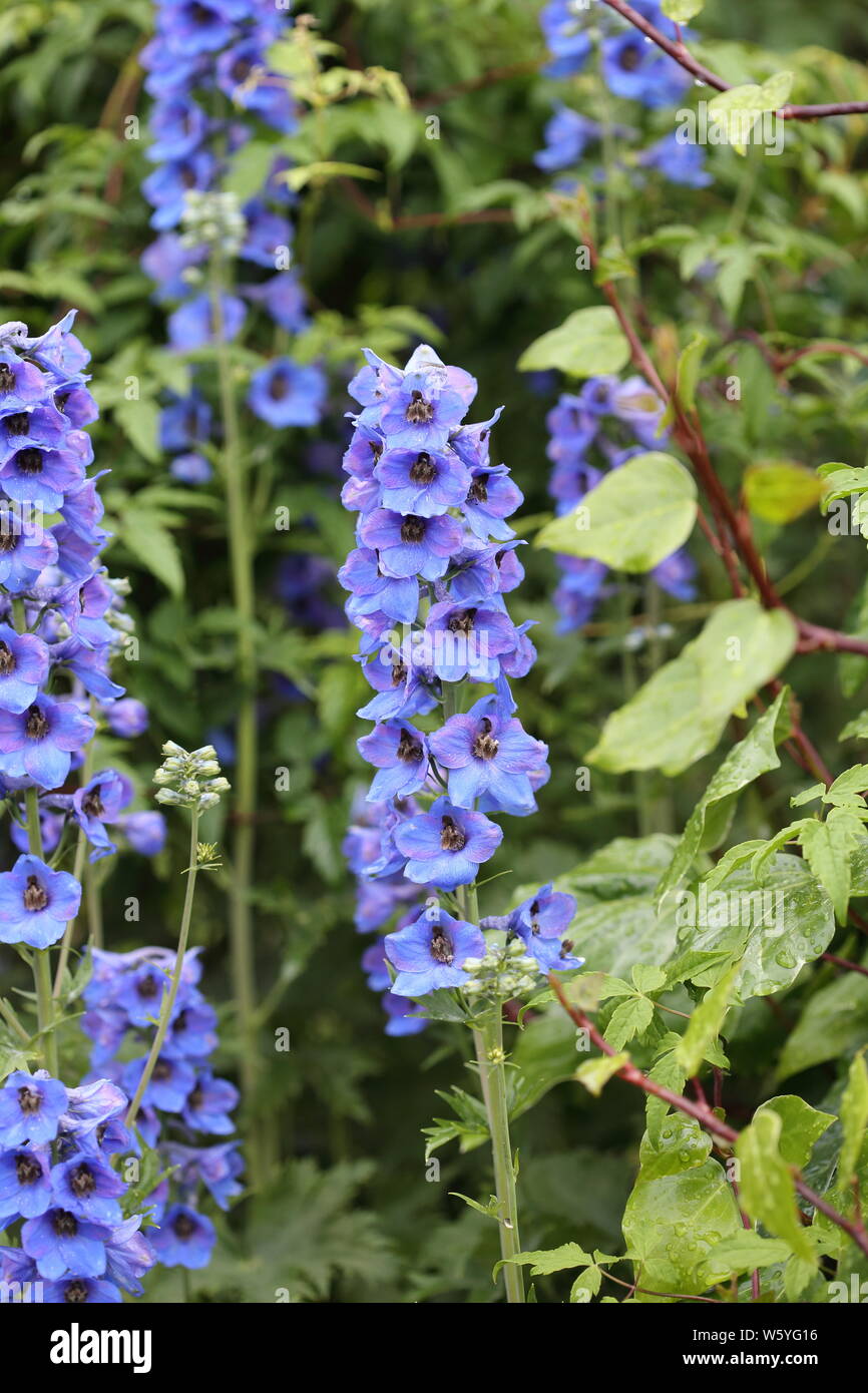 Blue hollyhock flower spikes Stock Photo - Alamy
