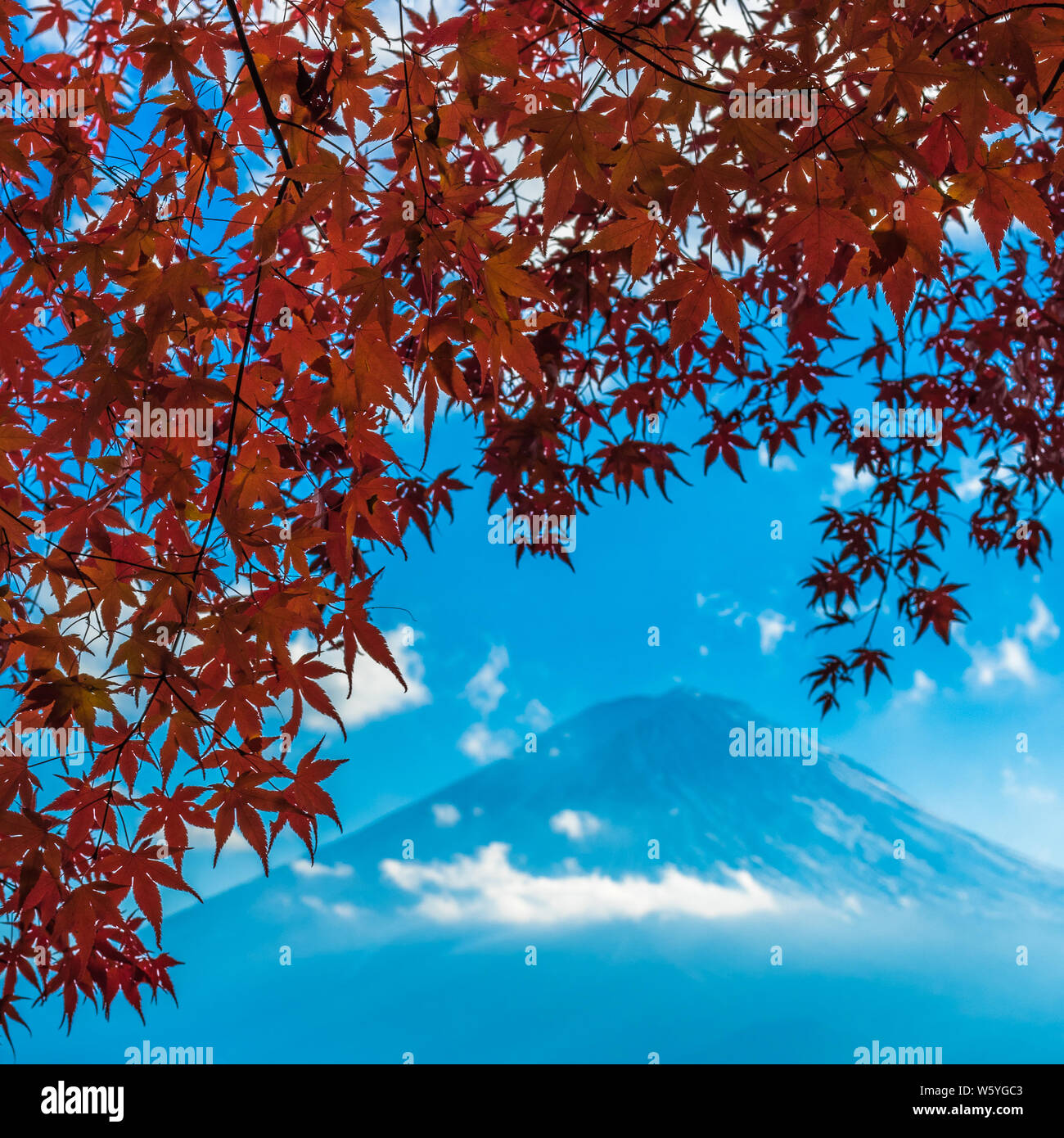 Mount Fuji and autumn maple leaves, Kawaguchiko lake, Japan Stock Photo ...