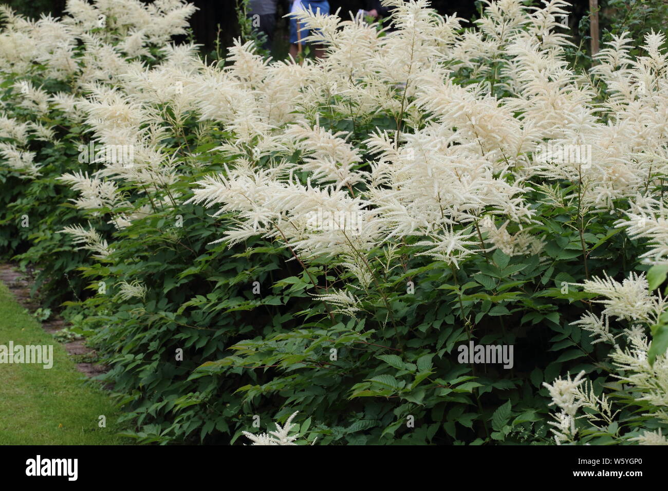 Feathery flower plumes of an open white astilbe Stock Photo