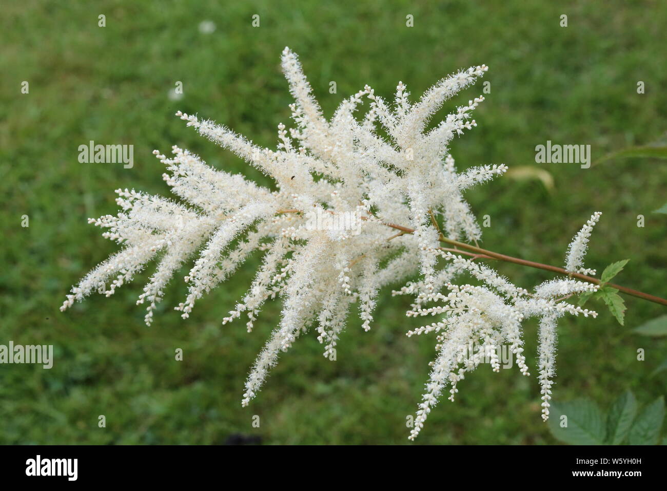 Feathery flower plumes of an open white astilbe Stock Photo