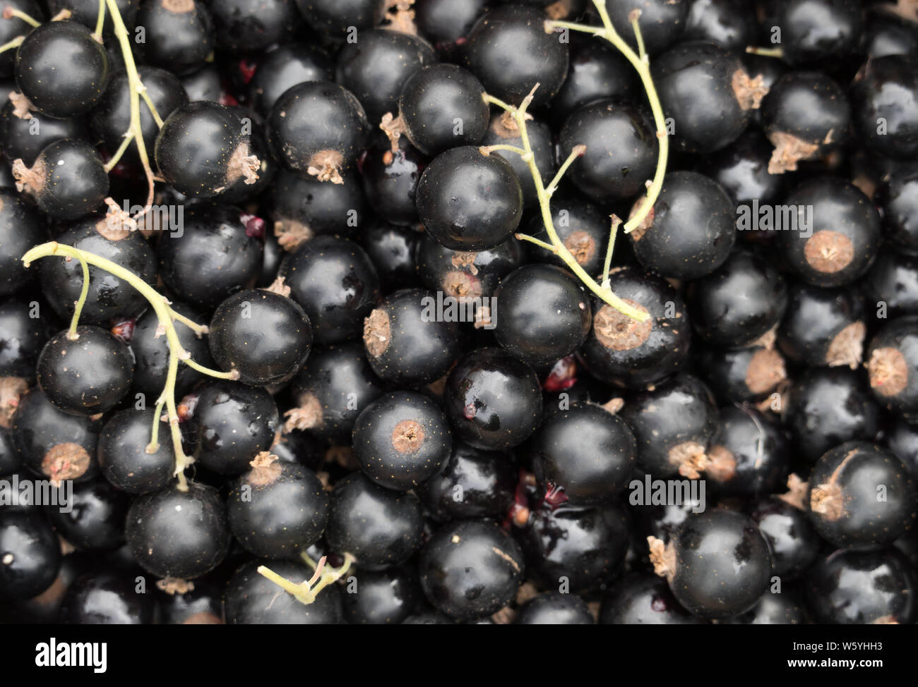 Freshly picked organic blackcurrants closeup background, top view Stock Photo