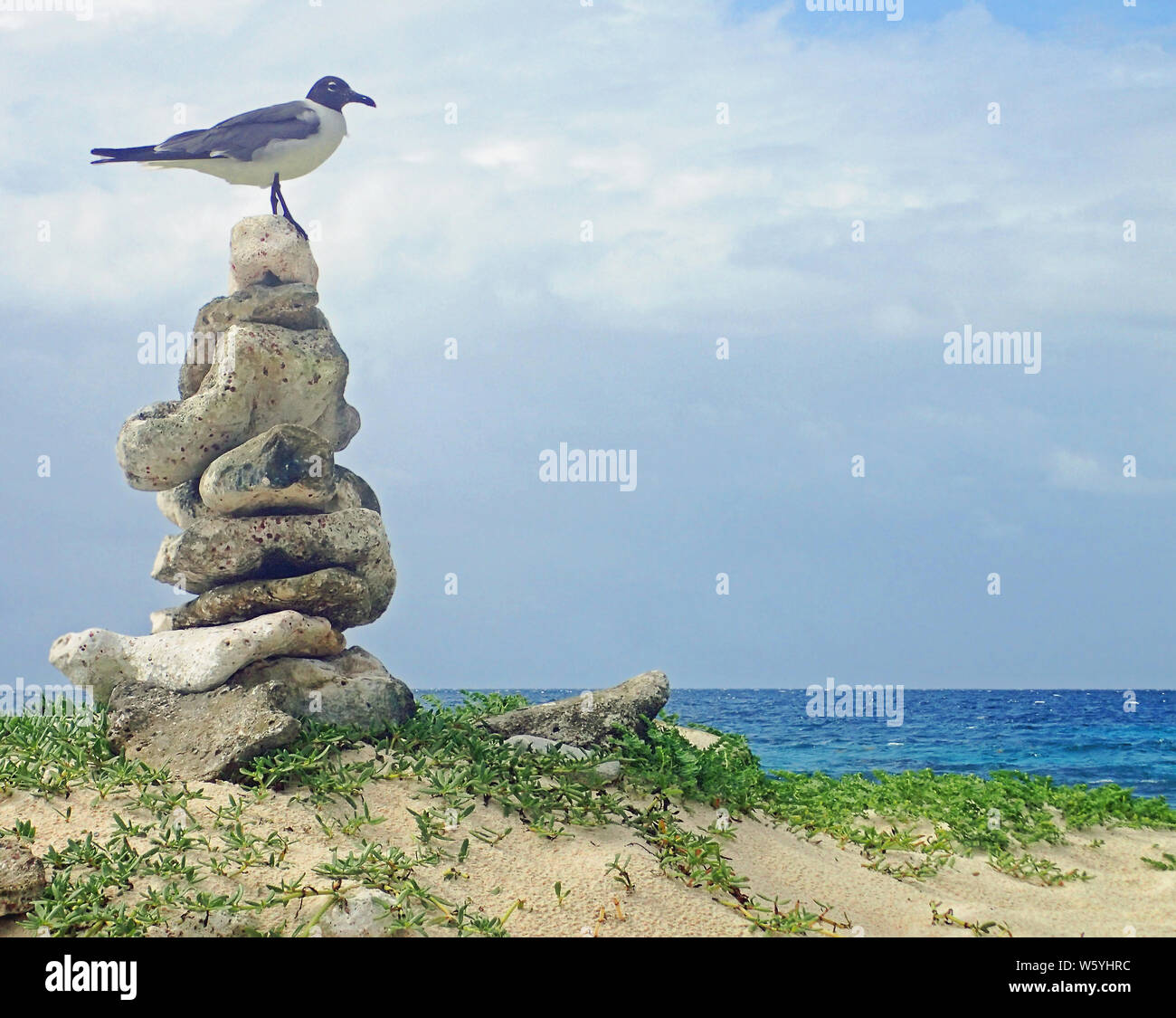 A blue-grey, black and white laughing gull standing on top of a pile of speckled rocks set on a beach scattered with green foliage against a aquamarin Stock Photo