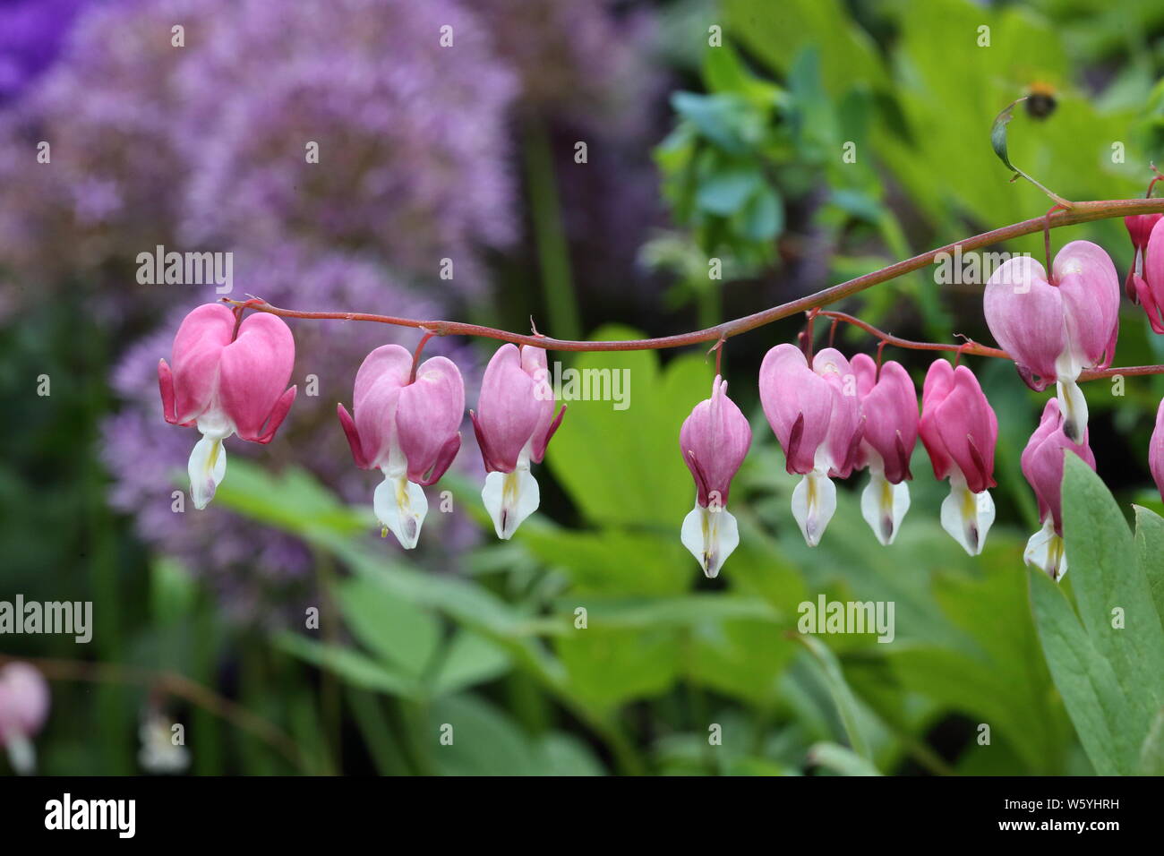 Dicentra Spectabilis bleeding heart Stock Photo Alamy