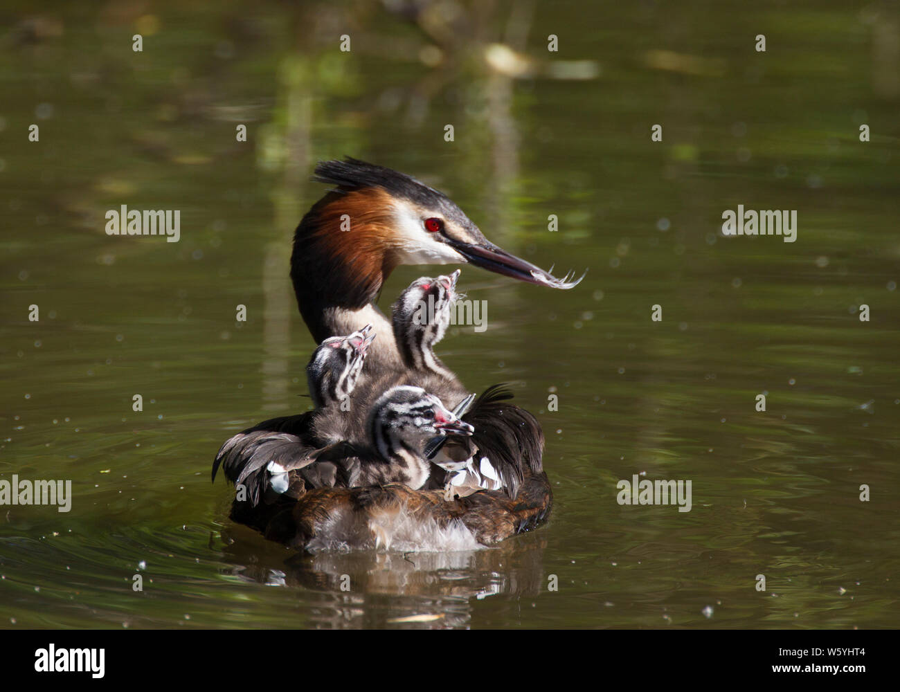 Great-crested Grebe, Podiceps cristatus, single adult carrying young on back and holding feather in its bill. Lea Valley, Essex, UK. Stock Photo