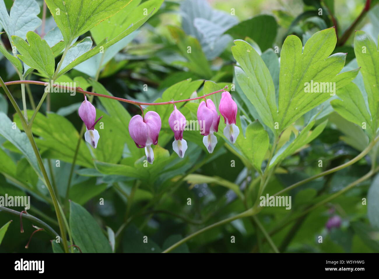 Dicentra Spectabilis bleeding heart Stock Photo Alamy