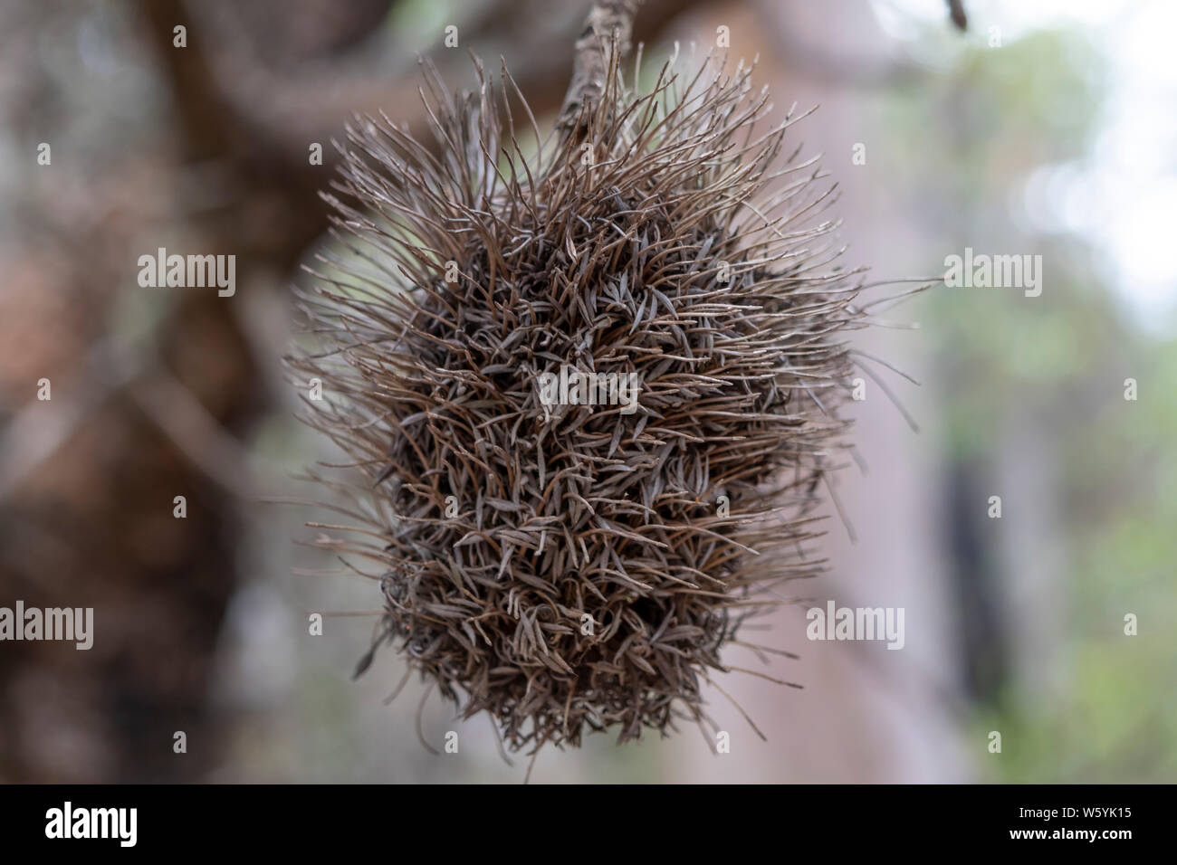 Dead Bottle Brush plant in the Australian outback Stock Photo Alamy
