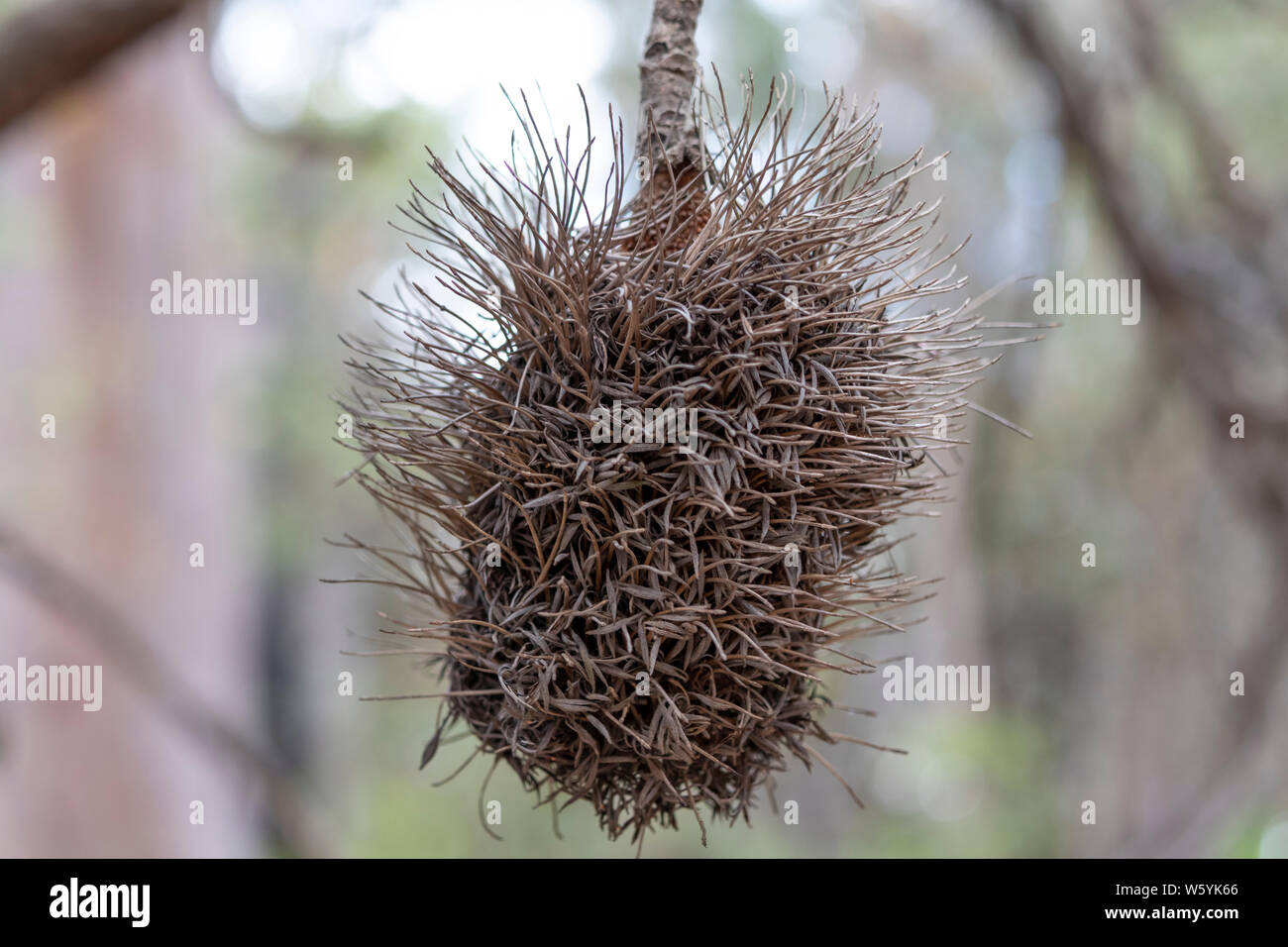 Dead Bottle Brush plant in the Australian outback Stock Photo Alamy