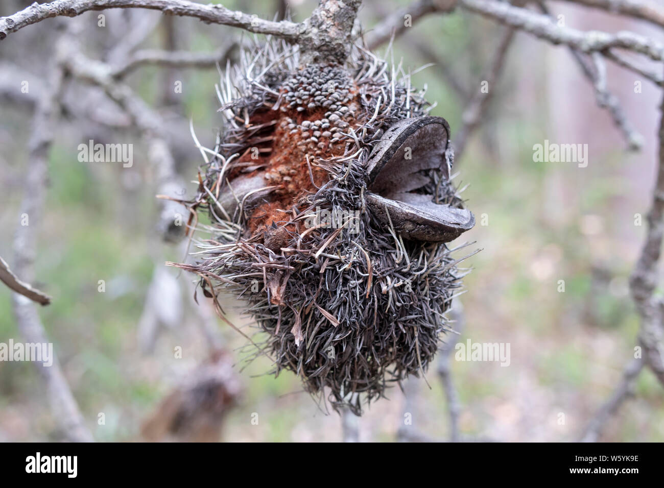 Bottle Brush Plant High Resolution Stock Photography and Images Alamy