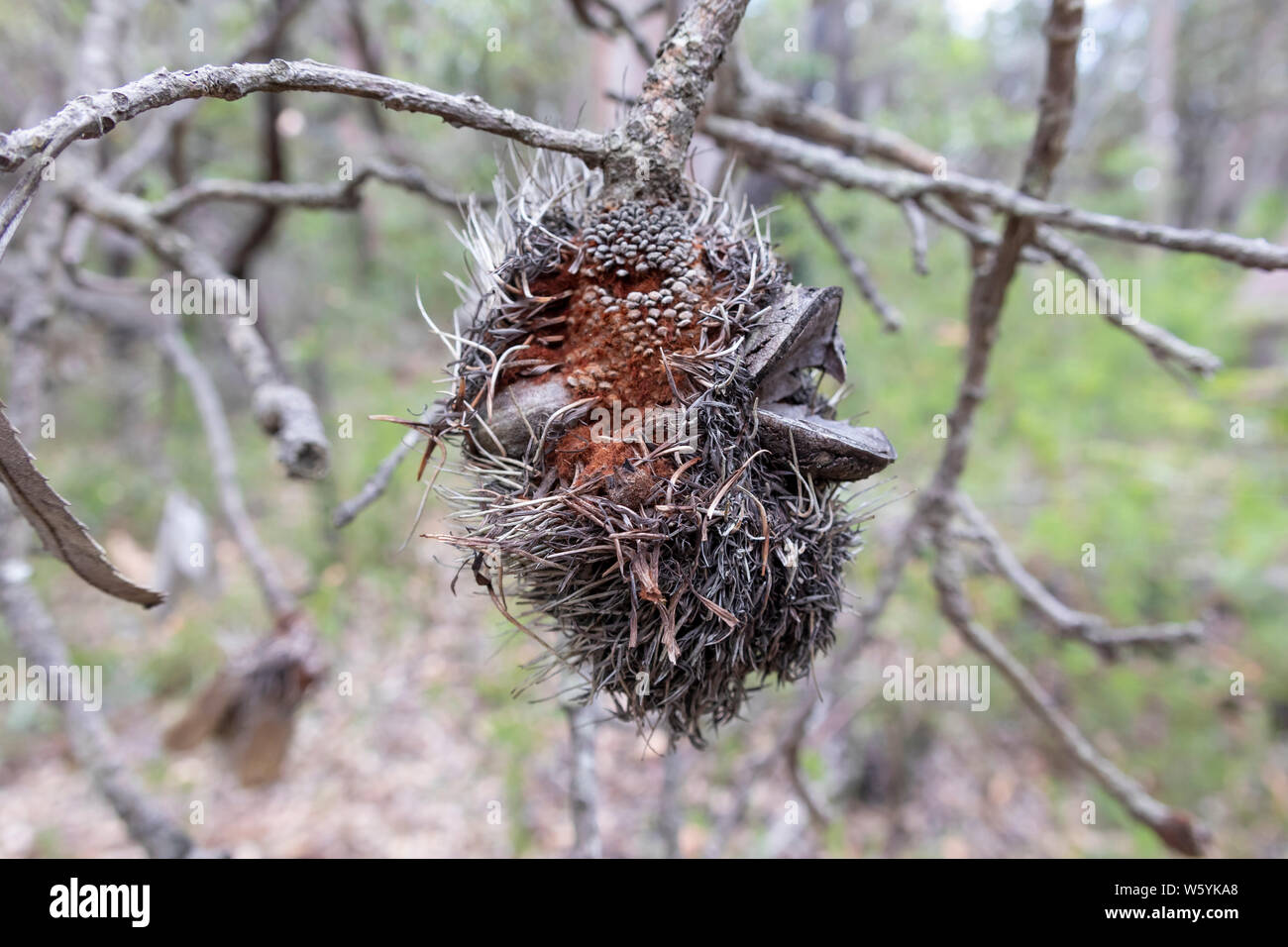 Dead Bottle Brush plant in the Australian outback Stock Photo Alamy