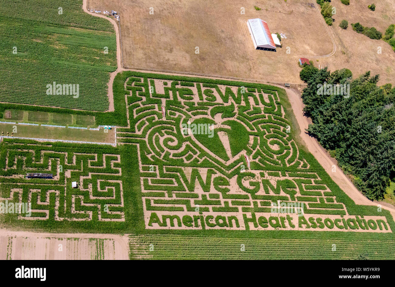 Corn maze at Rutledge Farm in Tumwater, WA. Sponsor this year is the American Heart Association. Stock Photo