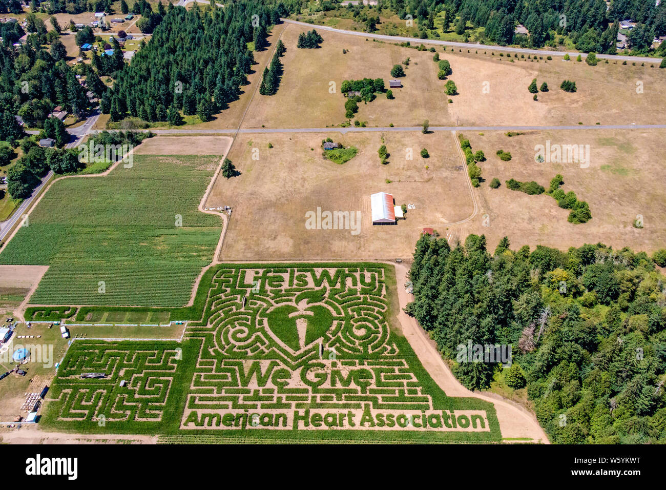 Corn maze at Rutledge Farm in Tumwater, WA. Sponsor this year is the American Heart Association. Stock Photo