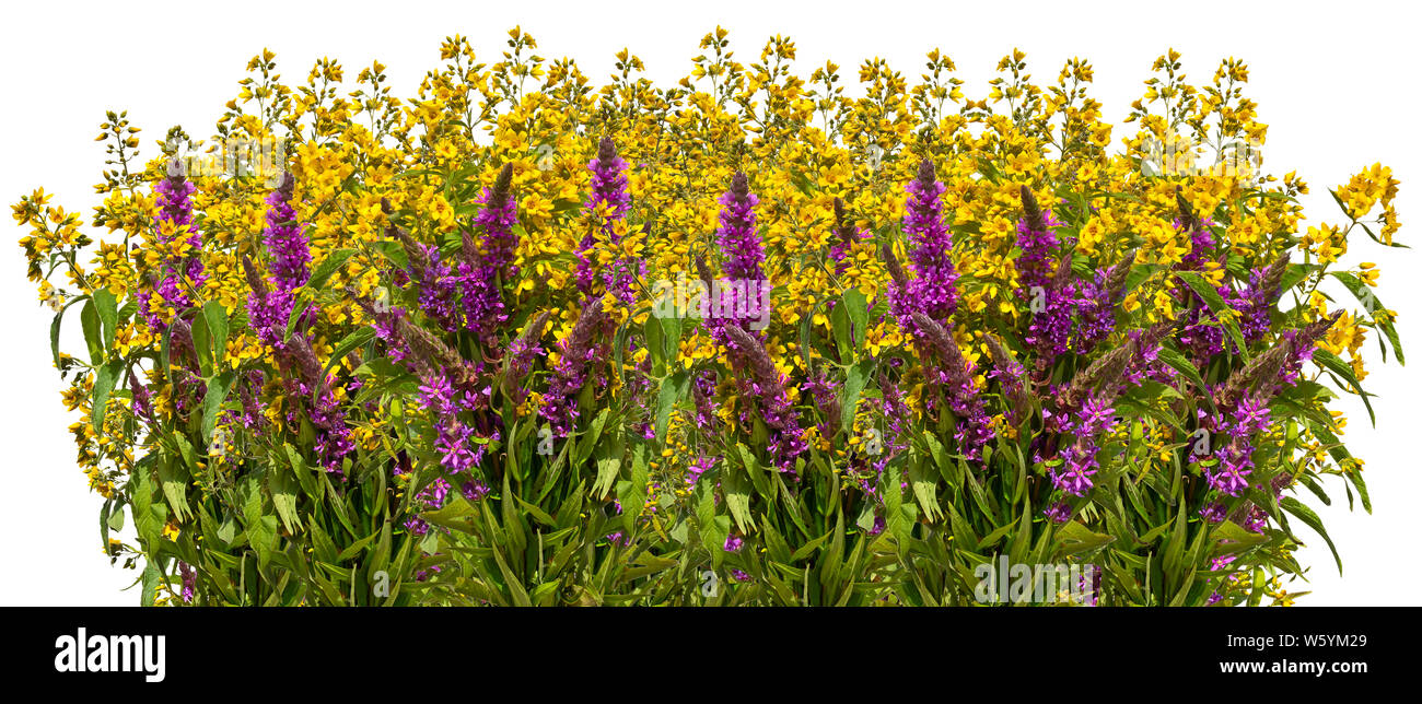 Bouquet of wild flowers on white background Stock Photo - Alamy