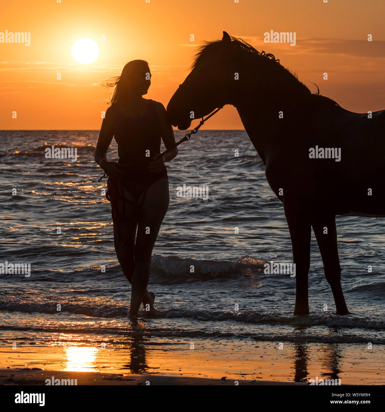 Horsewoman / female horse rider leaving the water with horse on the beach at sunset along the North Sea coast Stock Photo