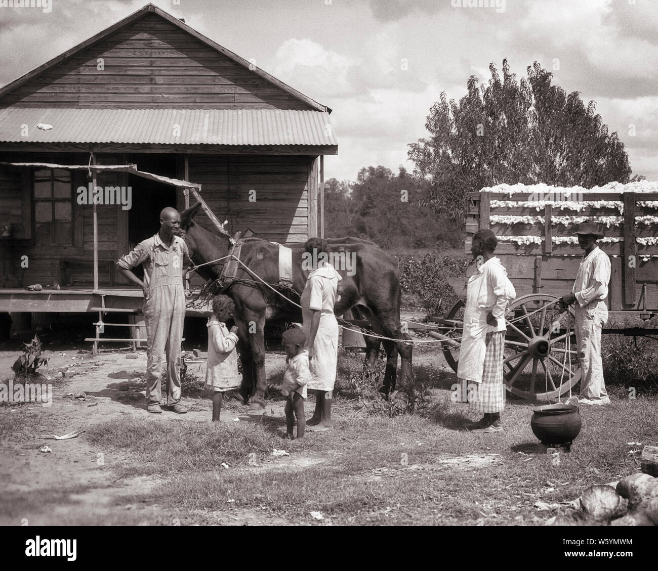 1930s AFRICAN AMERICAN SHARECROPPING TENANT FARM FAMILY OUTSIDE THEIR HOME WITH MULE DRAW WAGON OF PICKED COTTON MISSISSIPPI USA - c6256 HAR001 HARS NOSTALGIC BEAUTY COMMUNITY MOTHERS OLD TIME BUSY FUTURE NOSTALGIA BROTHER INDUSTRY OLD FASHION SISTER POVERTY 1 WAGON JUVENILE FEAR TEAMWORK COTTON SONS FAMILIES JOY LIFESTYLE CELEBRATION FEMALES HOUSES MARRIED BROTHERS POOR RURAL SPOUSE HUSBANDS HOME LIFE 6 COPY SPACE FULL-LENGTH LADIES DAUGHTERS PERSONS RESIDENTIAL MALES RISK SIX BUILDINGS SERENITY SIBLINGS SPIRITUALITY CONFIDENCE SISTERS TRANSPORTATION DRAW FATHERS AGRICULTURE B&W PARTNER Stock Photo