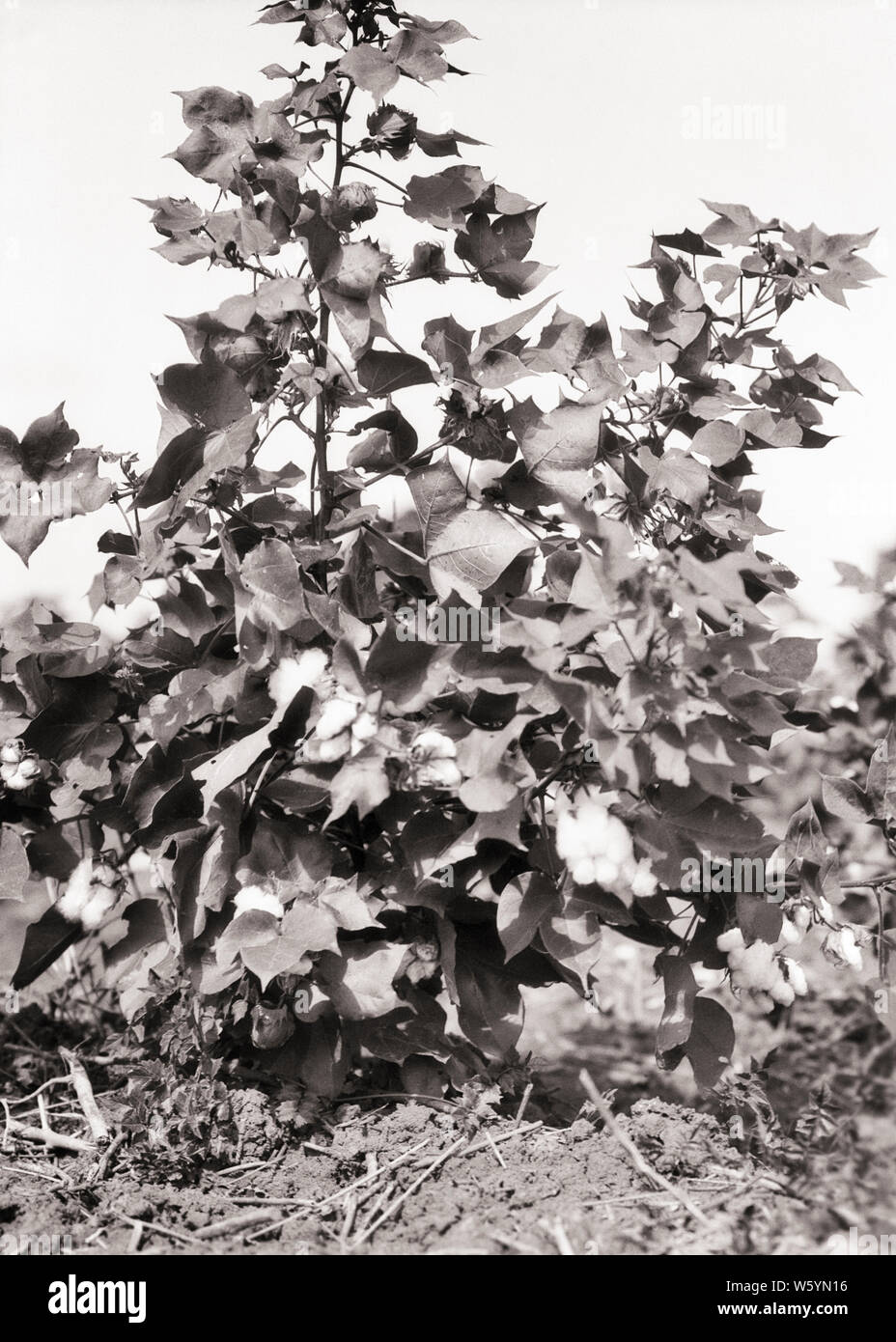 1930s COTTON PLANT Gossypium BOLLS BURST OPEN READY TO BE HARVESTED AND PICKED LOUISIANA USA - c6308 HAR001 HARS OLD FASHIONED Stock Photo