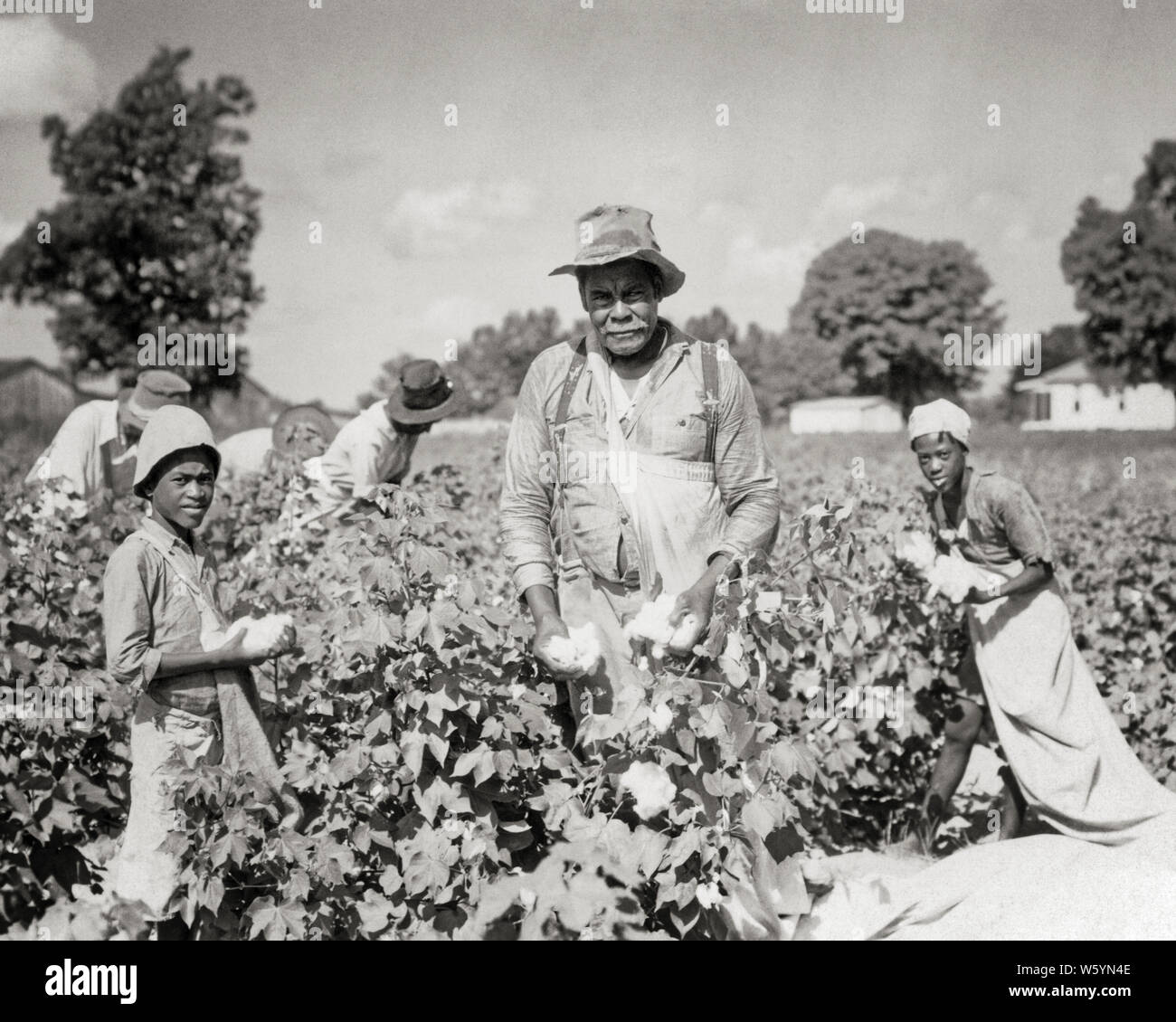 1930s AFRICAN AMERICAN FAMILY PICKING COTTON MEN AND WOMEN YOUNG AND OLD FIELD WORKERS LOOKING