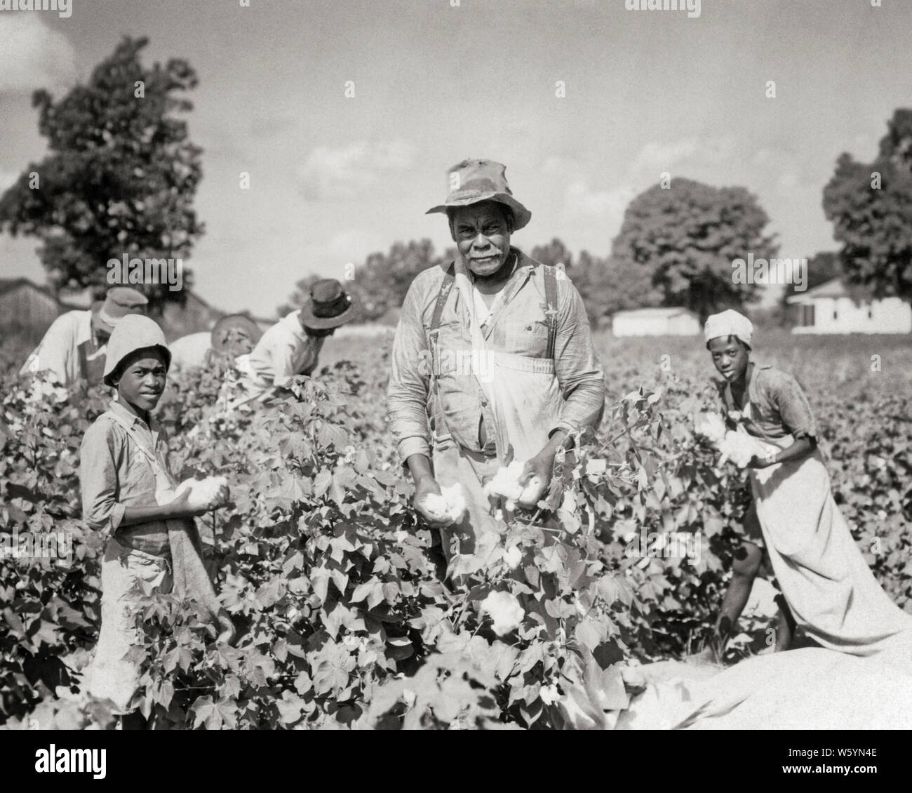1930s AFRICAN AMERICAN FAMILY PICKING COTTON MEN AND WOMEN YOUNG AND OLD FIELD WORKERS LOOKING AT CAMERA LOUISIANA USA - c6352 HAR001 HARS 3 FACES HARD STRESS NOSTALGIC COMMUNITY DEPRESSION EXPRESSION OLD TIME BUSY NOSTALGIA INDUSTRY OLD FASHION 1 JUVENILE FACIAL TEAMWORK PICKING COTTON GRANDFATHER GRANDPARENTS TIRED FAMILIES LIFESTYLE FEMALES GRANDPARENT JOBS MOODY POOR RURAL 6 UNITED STATES COPY SPACE FULL-LENGTH LADIES PHYSICAL FITNESS PERSONS UNITED STATES OF AMERICA MALES RISK TEENAGE GIRL SIX SENIOR MAN SENIOR ADULT EXPRESSIONS TROUBLED AGRICULTURE B&W SADNESS NORTH AMERICA EYE CONTACT Stock Photo