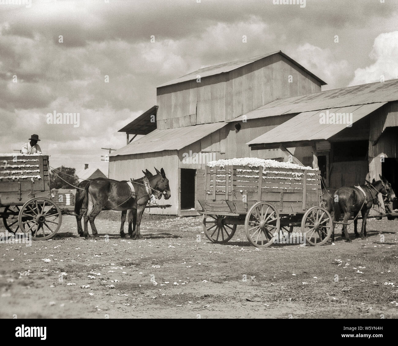 1930s TWO MULE DRAWN FARM WAGON LOADS OF PICKED COTTON BEING DELIVERED TO COTTON GIN LOUISIANA USA - c6346 HAR001 HARS B&W NORTH AMERICA NORTH AMERICAN STRENGTH LOUISIANA OF TO DRAWN OCCUPATIONS PICKED MULES PULLED ANONYMOUS COTTON GIN DELIVERED MID-ADULT MID-ADULT MAN MULE BLACK AND WHITE HAR001 LA OLD FASHIONED Stock Photo