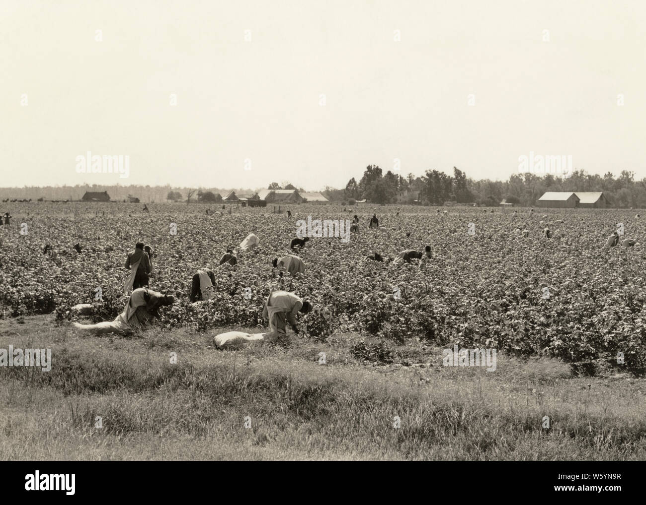 1930s NUMBER OF AFRICAN AMERICAN MEN AND WOMEN WORKERS PICKING COTTON IN LARGE FARM FIELD NEAR MEMPHIS TENNESSEE USA - c7910 HAR001 HARS NORTH AMERICA NORTH AMERICAN SKILL OCCUPATION SKILLS TN STRENGTH COURAGE AND NUMBER CAREERS LABOR IN OF NEAR OCCUPATIONS MEMPHIS CONCEPTUAL SACKS STYLISH SUPPORT COOPERATION MID-ADULT MID-ADULT MAN MID-ADULT WOMAN TENNESSEE TOGETHERNESS BACKBREAKING BLACK AND WHITE HAR001 OLD FASHIONED Stock Photo