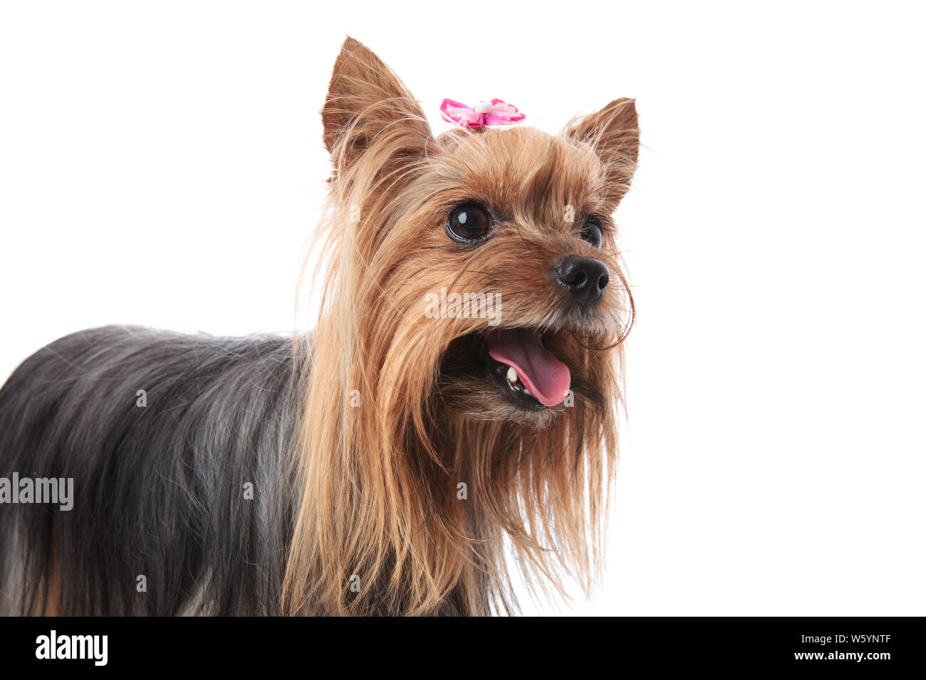 Yorkie Long Hair Stock Photos Yorkie Long Hair Stock Images