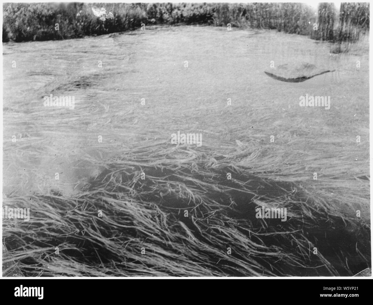 Wild rice plants Stock Photo Alamy