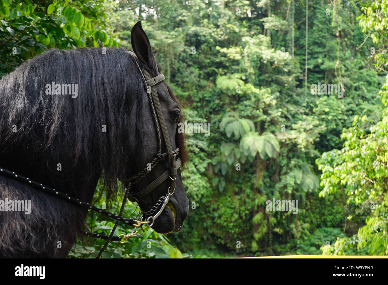 A horse crossing a bridge through a riverbed in the tropical forest of Costa Rica Stock Photo