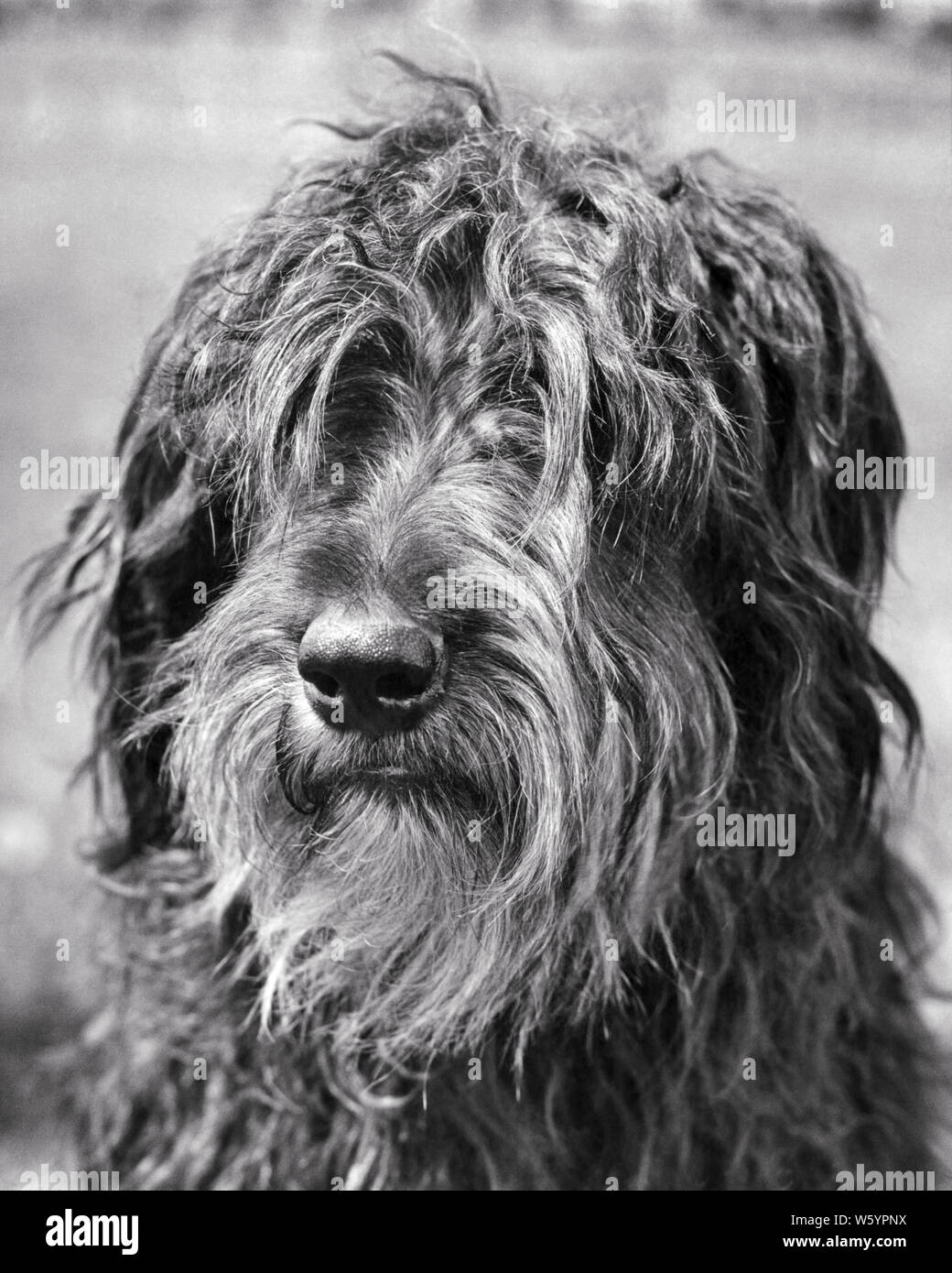 Hair Of The Dog Stock Photos Hair Of The Dog Stock Images Alamy