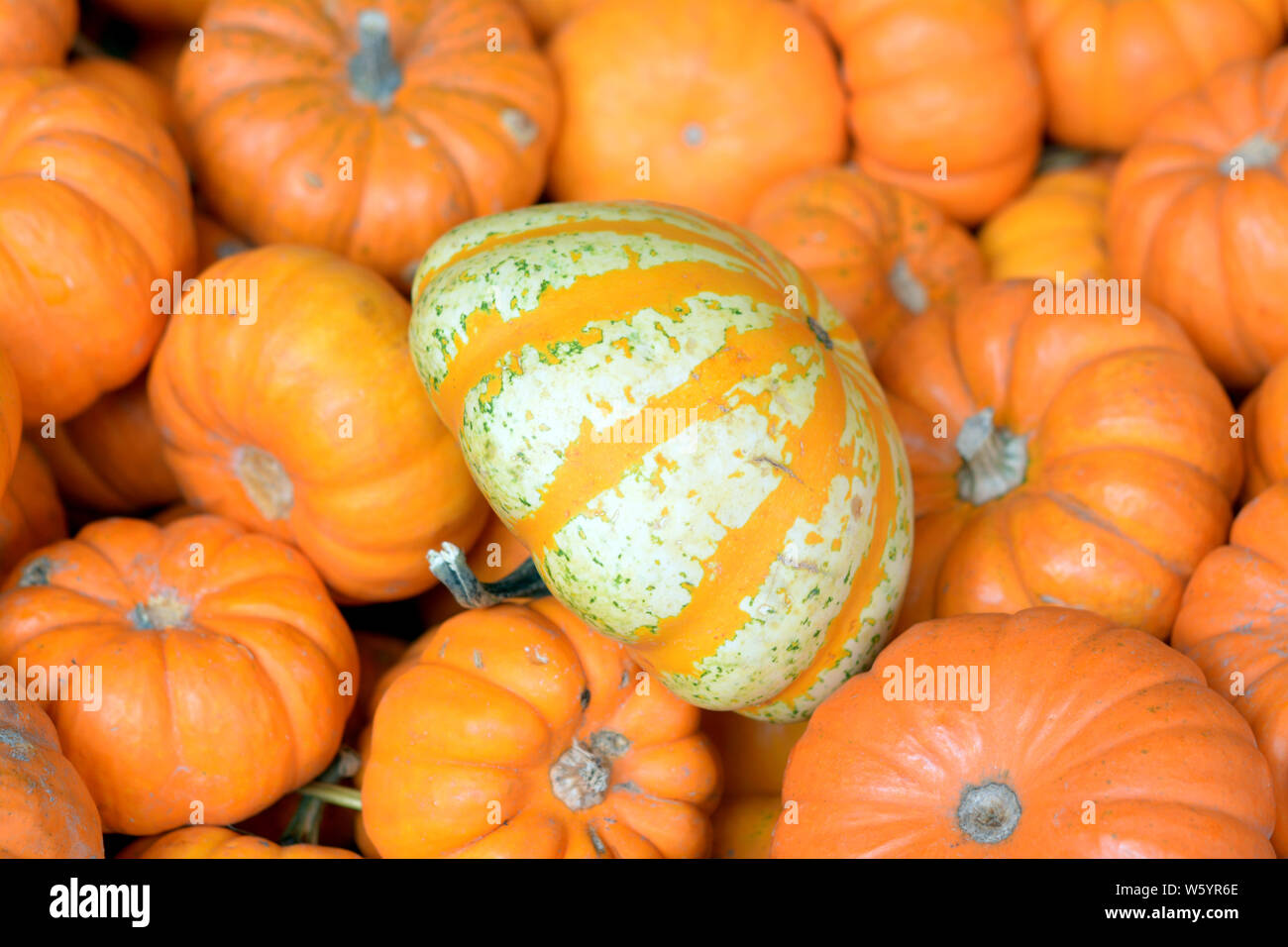 a lot of mini pumpkins at market place Stock Photo - Alamy