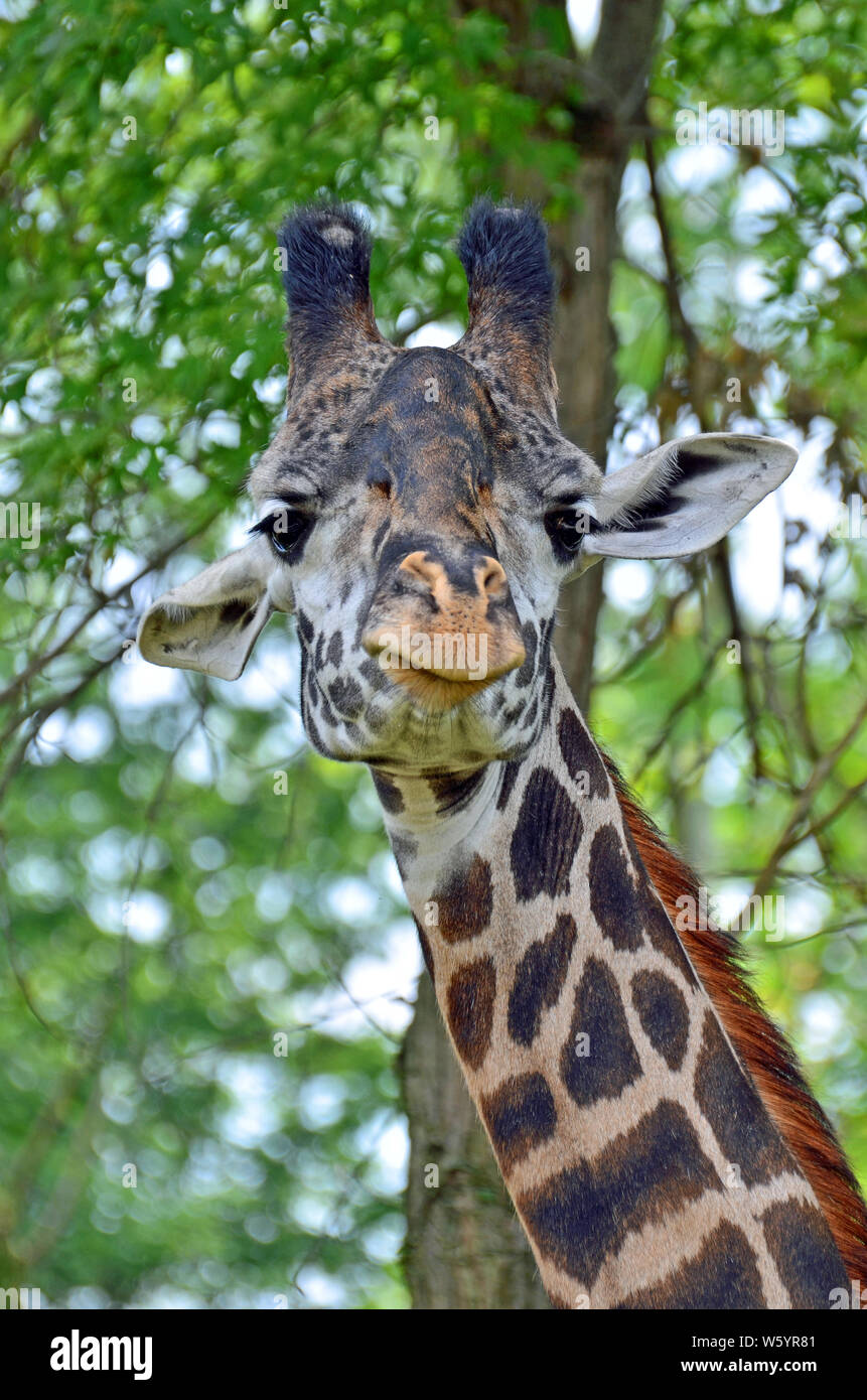 Close up of a giraffe face looking straight forward with peach nose, big  black eyes with long lashes, mottled hump, white cocked ears, and long  black Stock Photo - Alamy